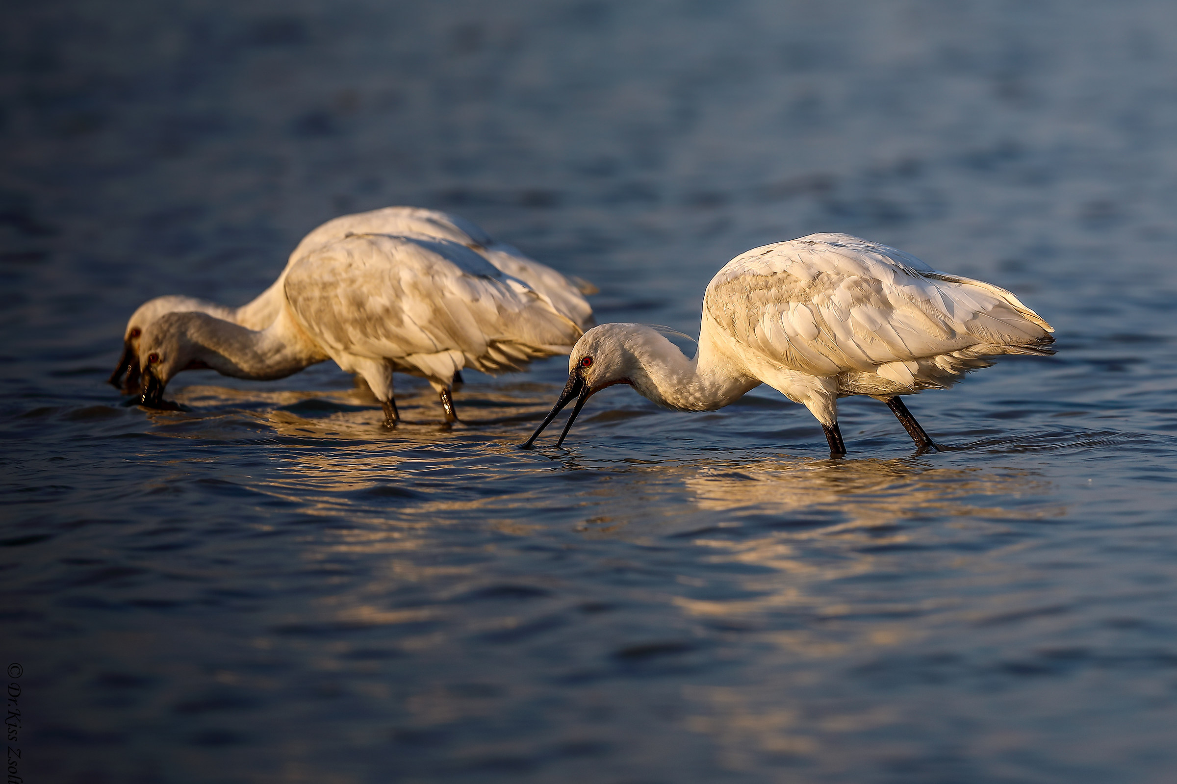 Alimentazione spatole
