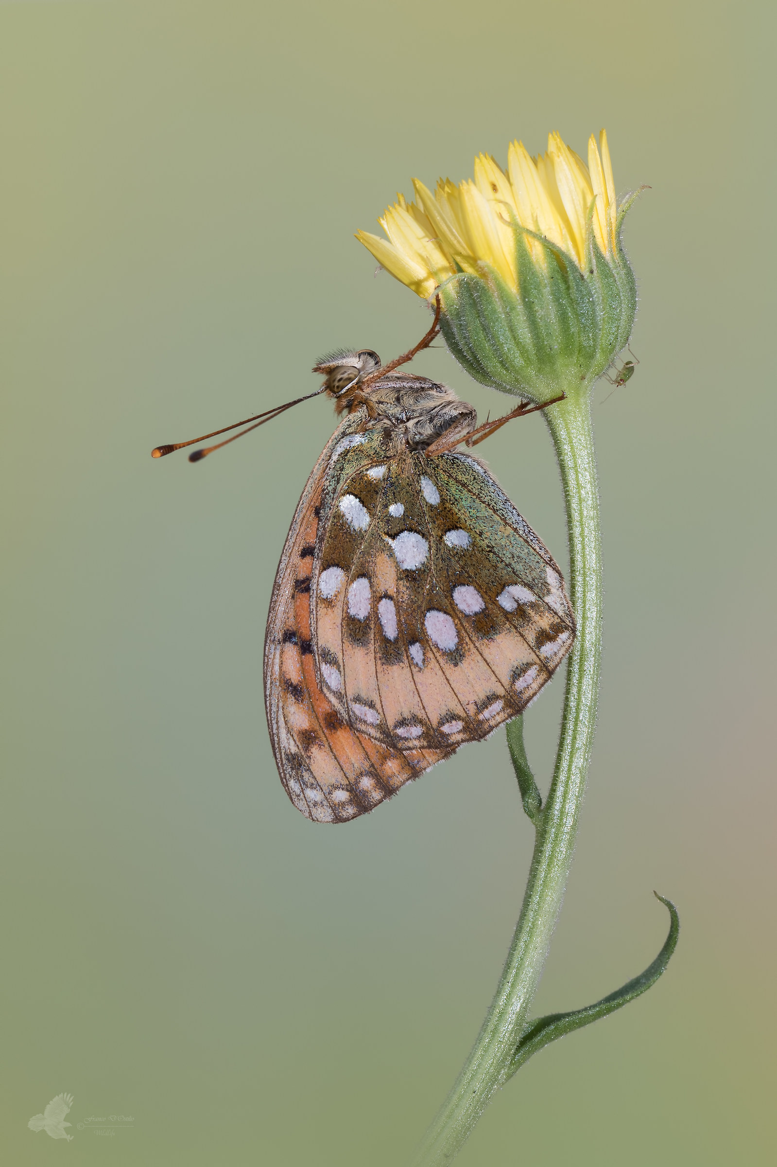 Argynnis Aglaja