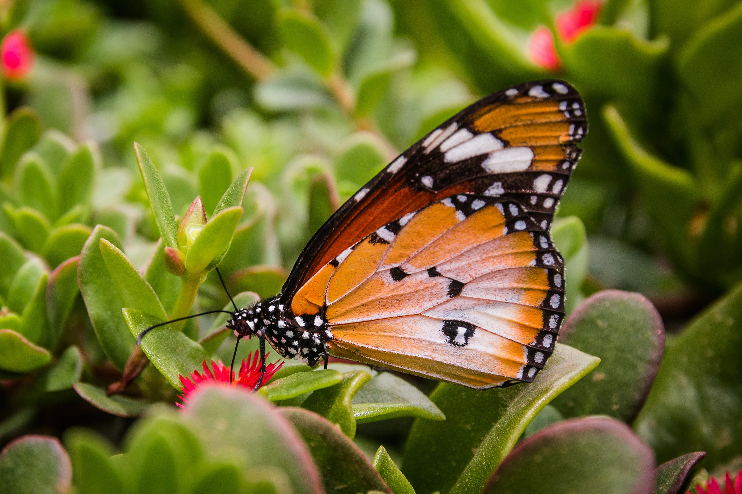 Danaus chrysippus
