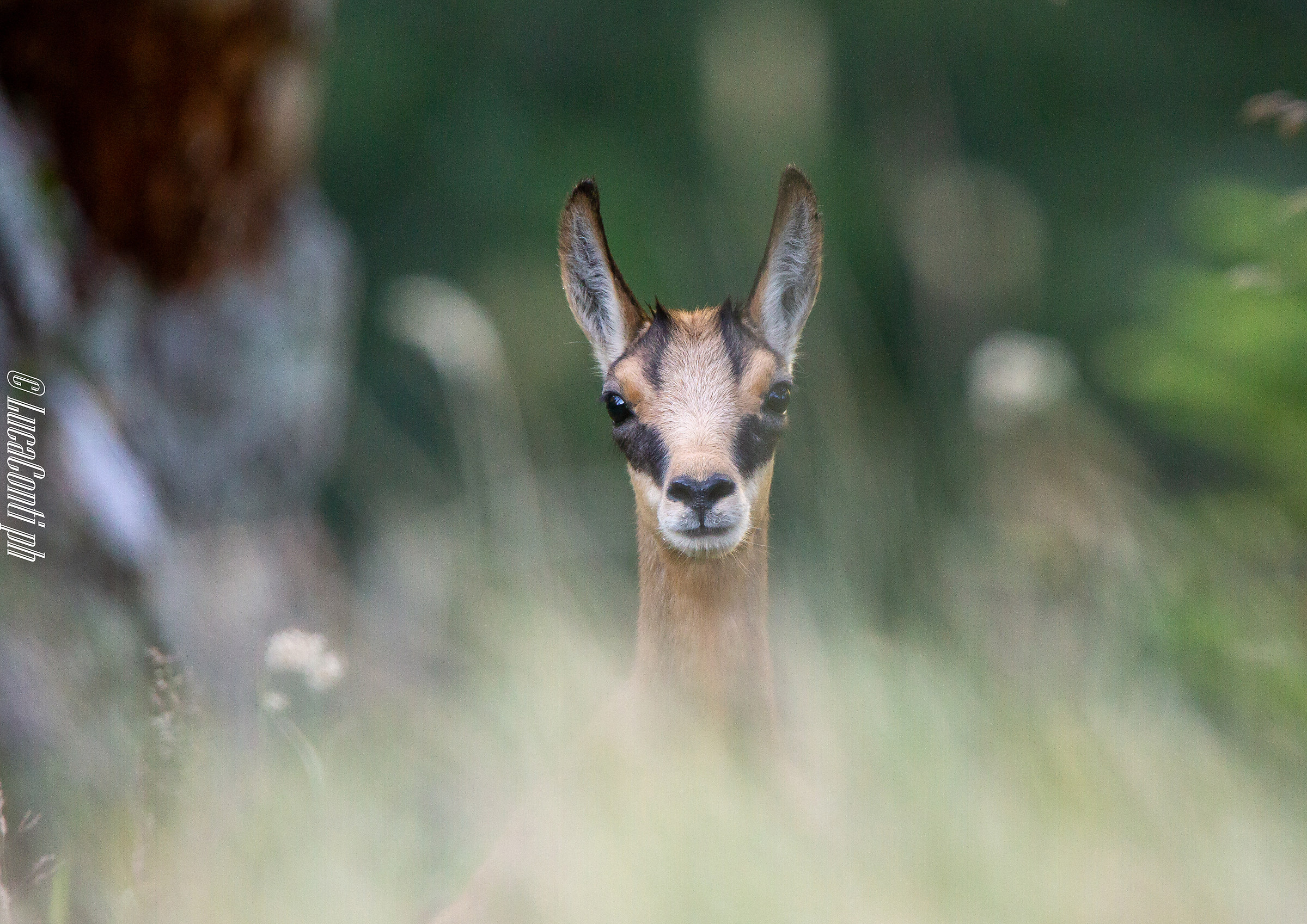 Alpine Chamois (Rupicapra Rupicapra)