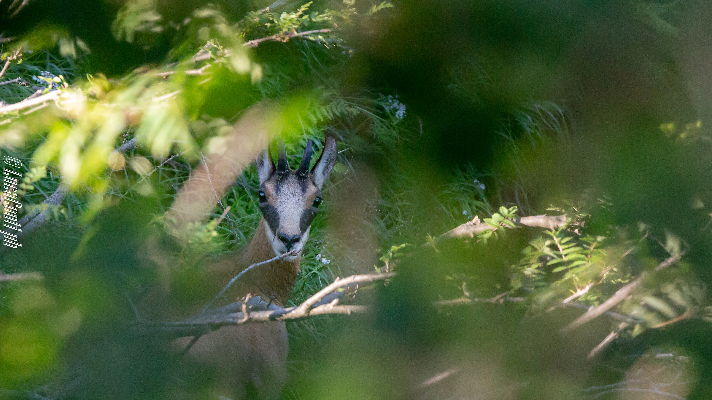 Alpine Chamois (Rupicapra Rupicapra)