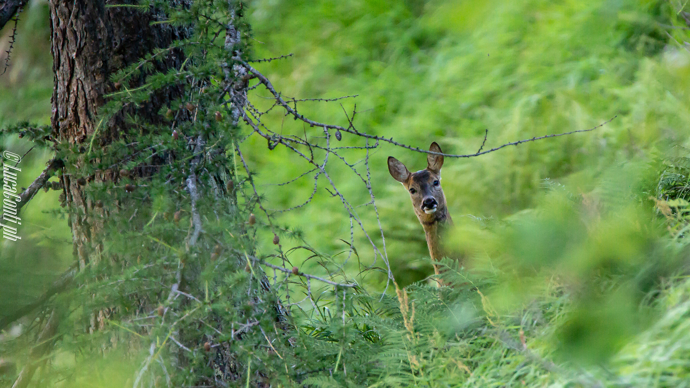 Female of Roe Deer