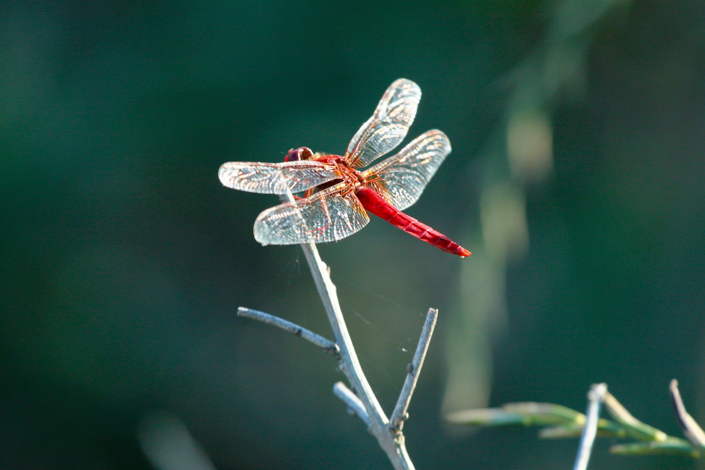 Libellula rossa