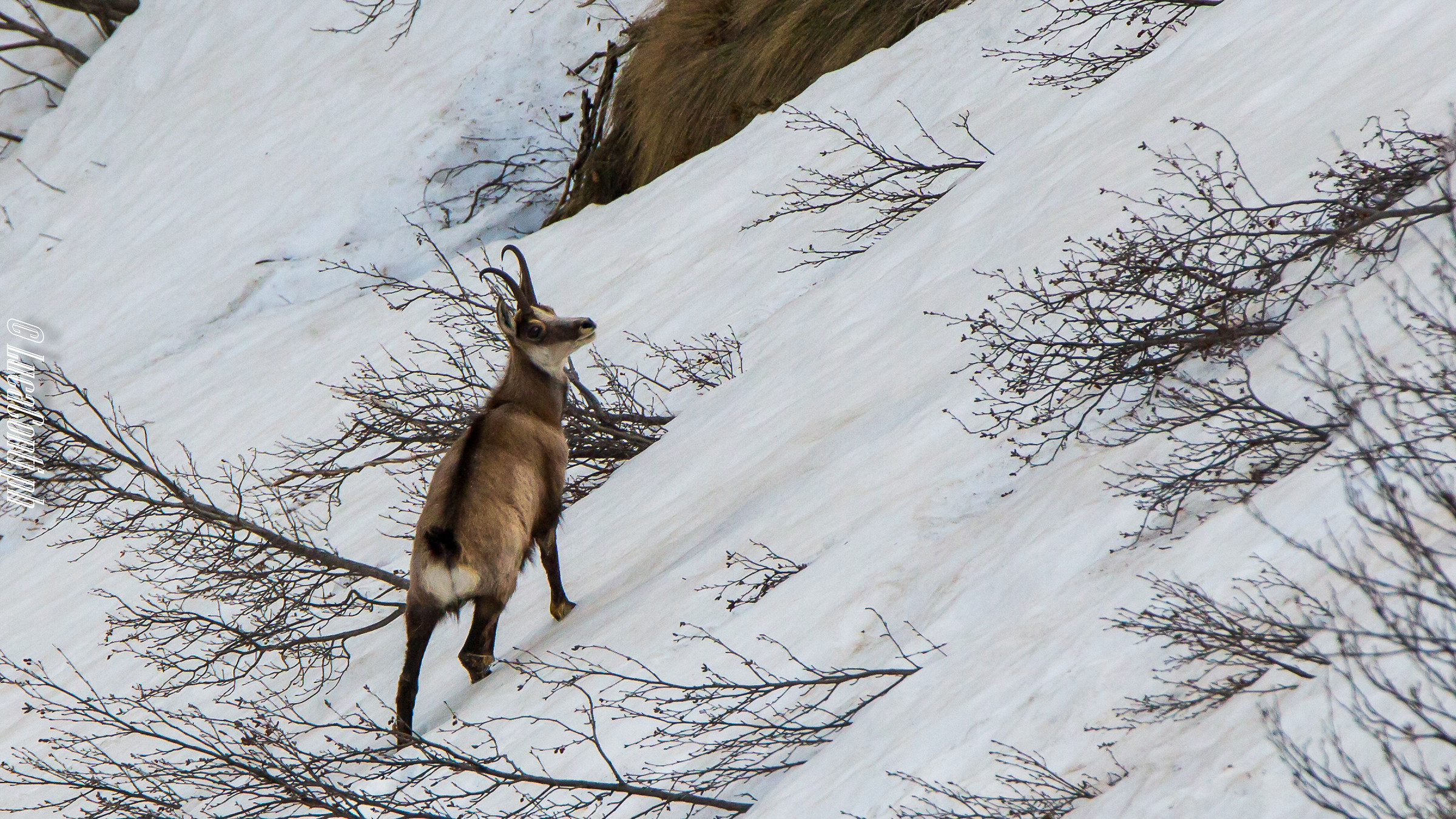 Alpine Chamois (Rupicapra Rupicapra)