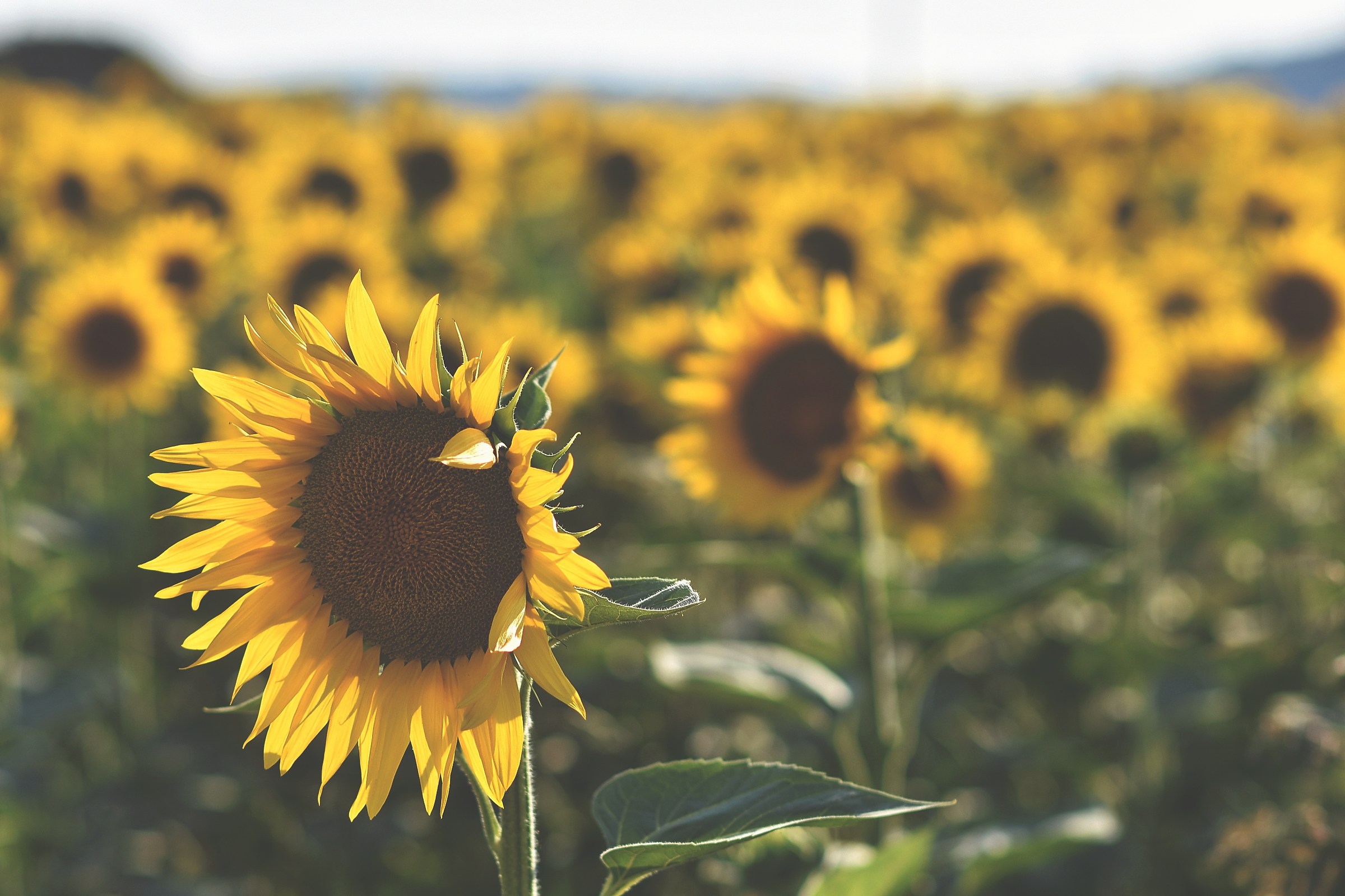 Sunflowers ' Rulez