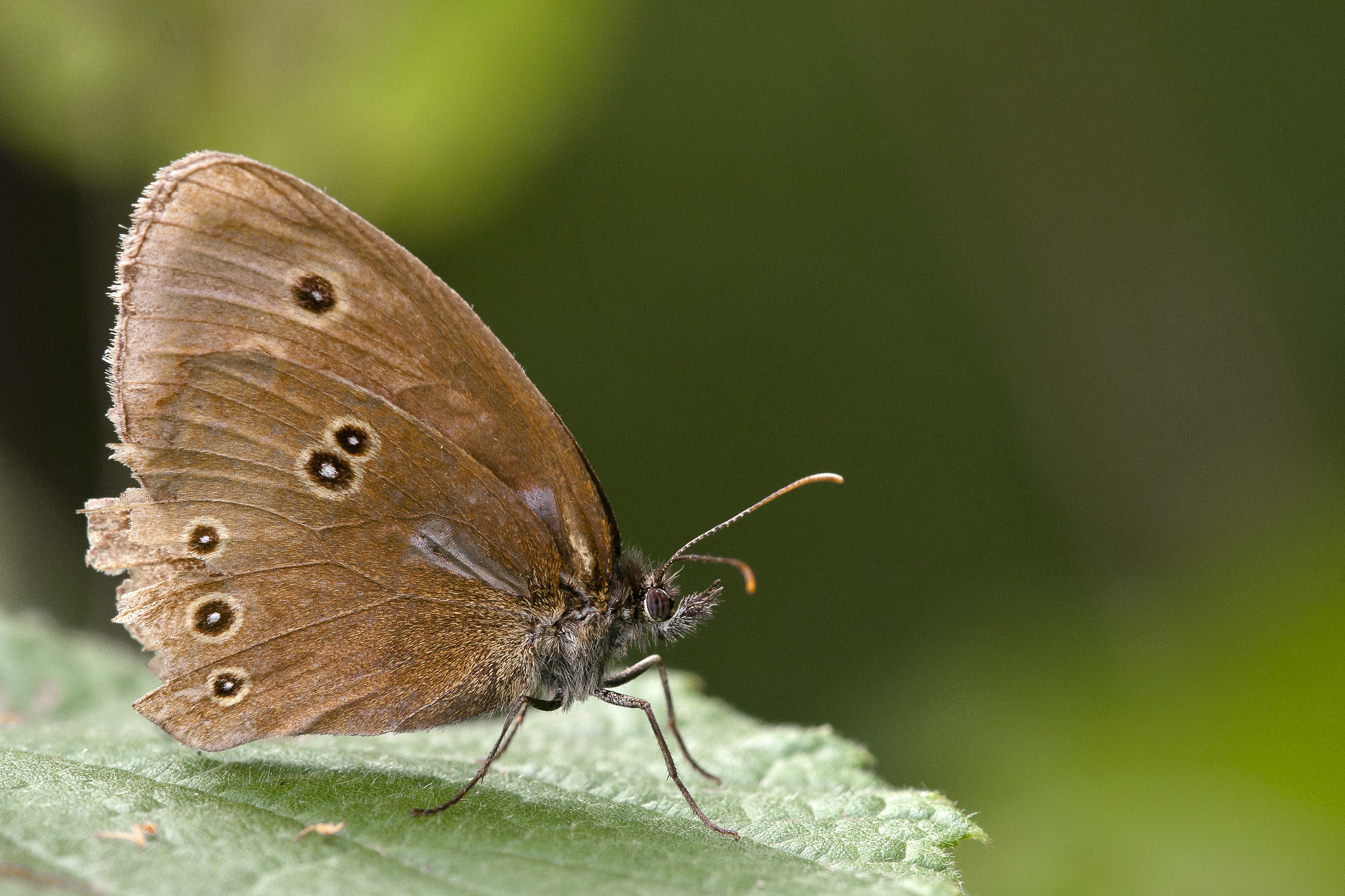 Iperanto - Aphantopus hyperantus