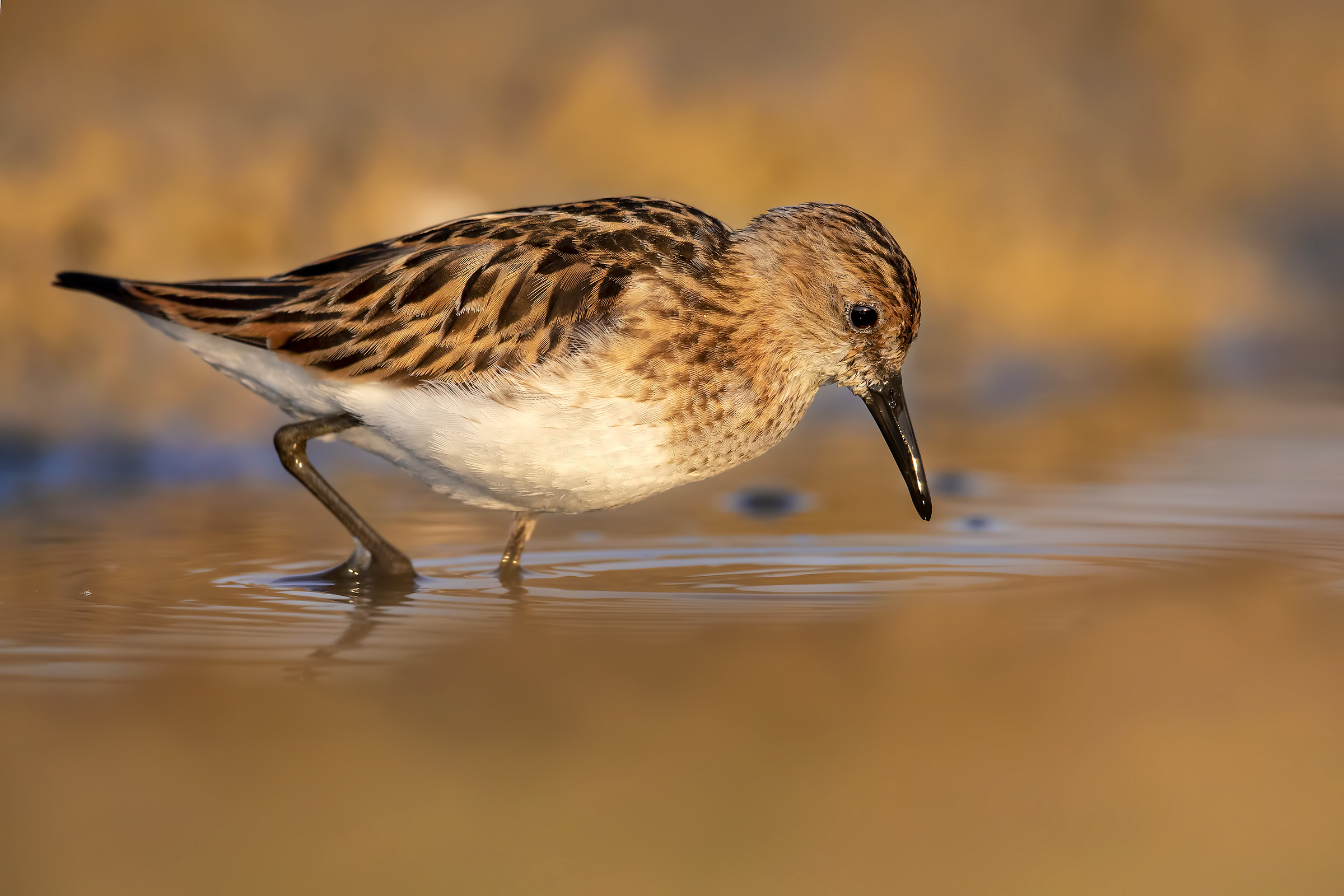 Gambecchi... at dawn