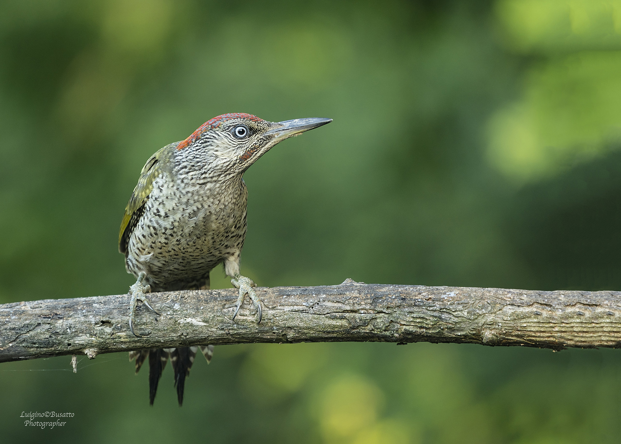 Picchio Verde giovane