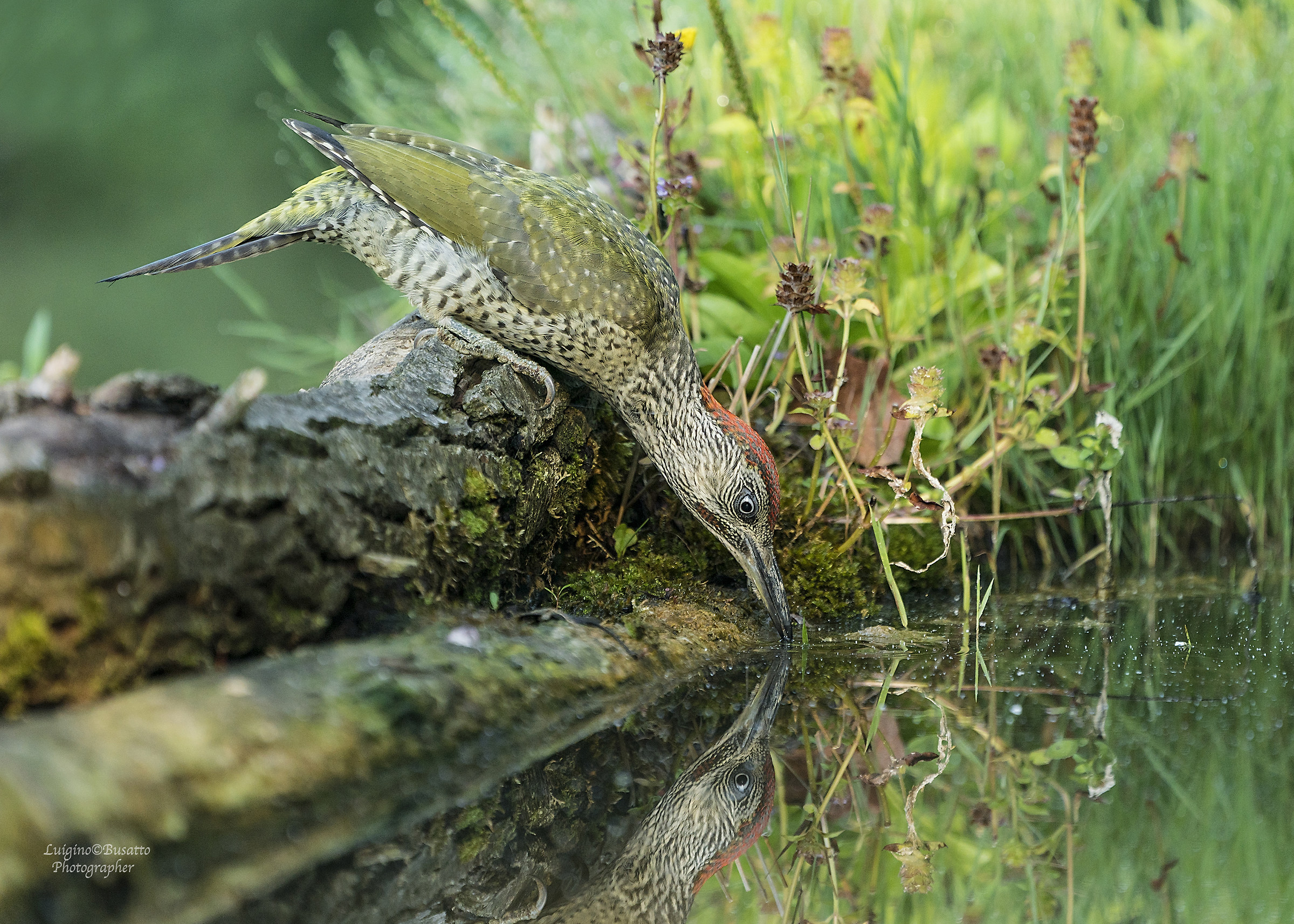 Young man with Green woodpeckers