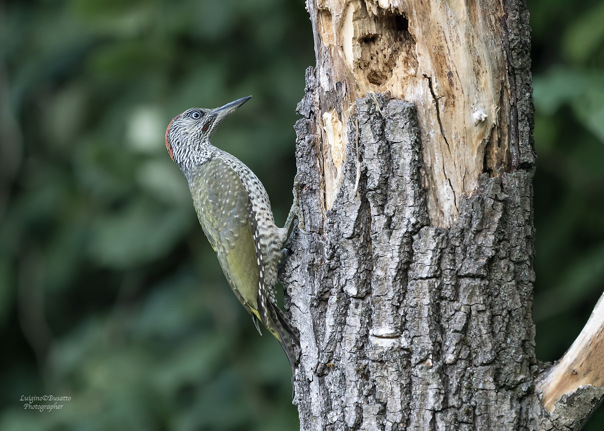 Giovane di Picchio Verde