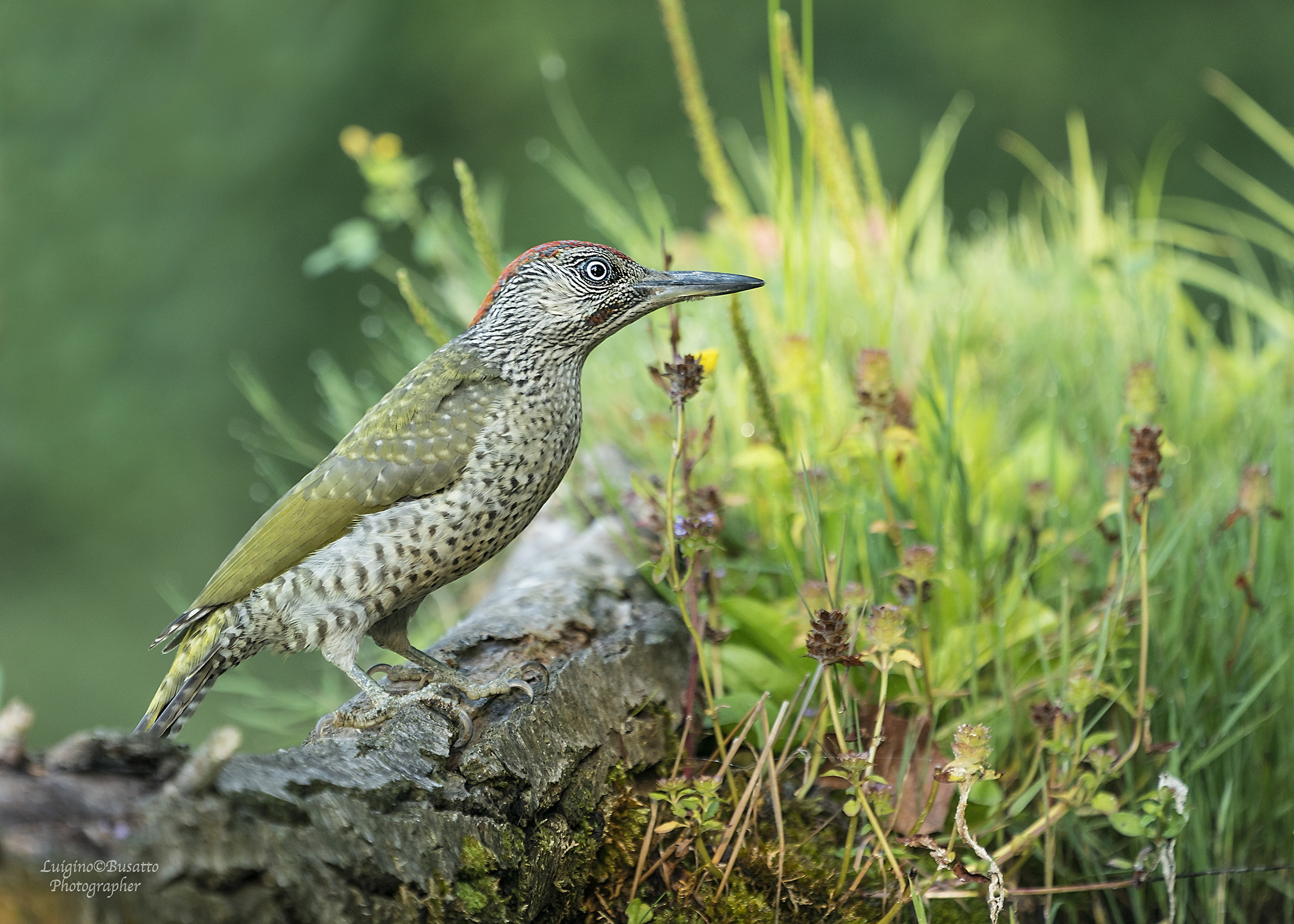 Picchio Verde giovane