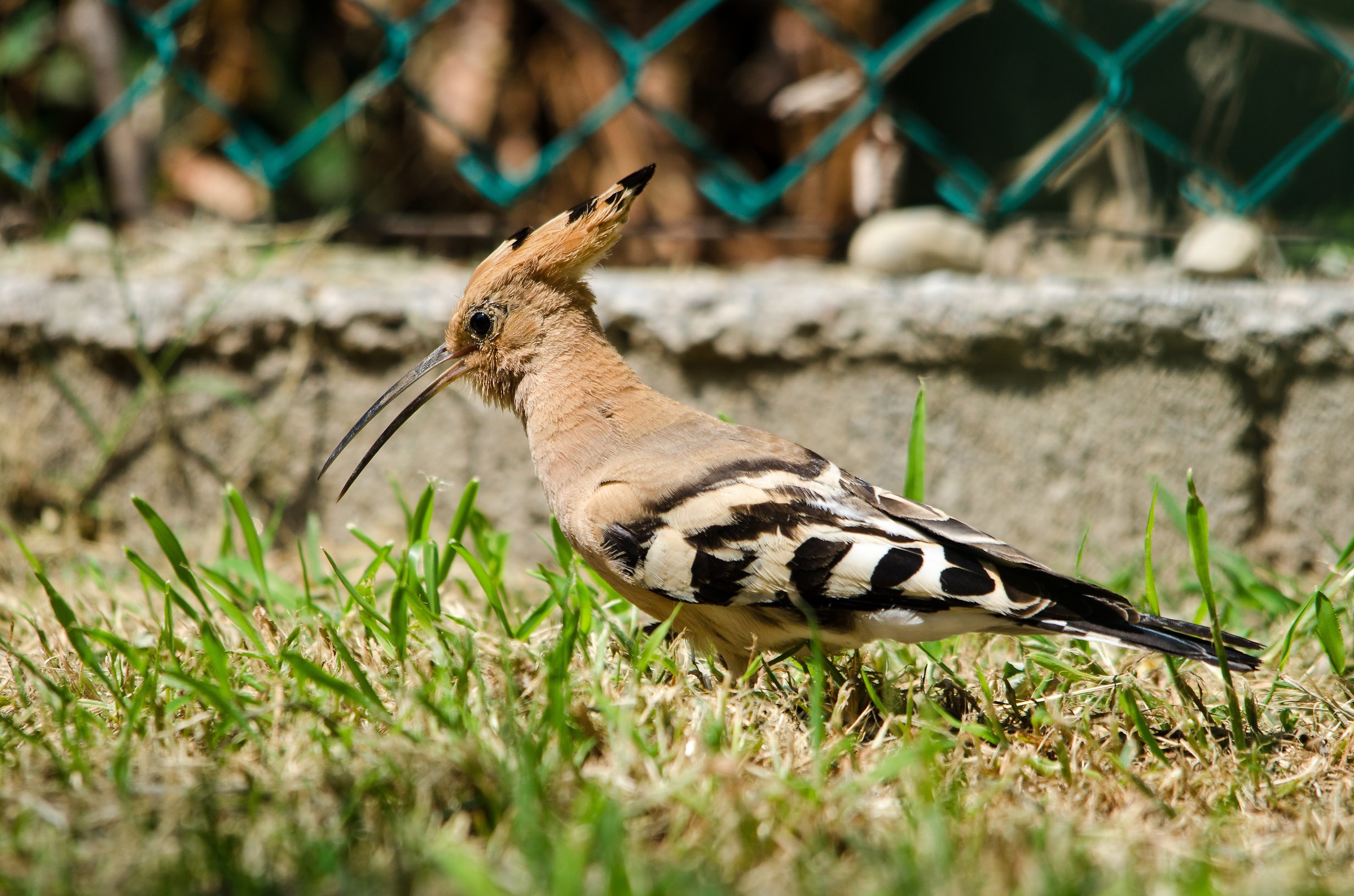 Hoopoe