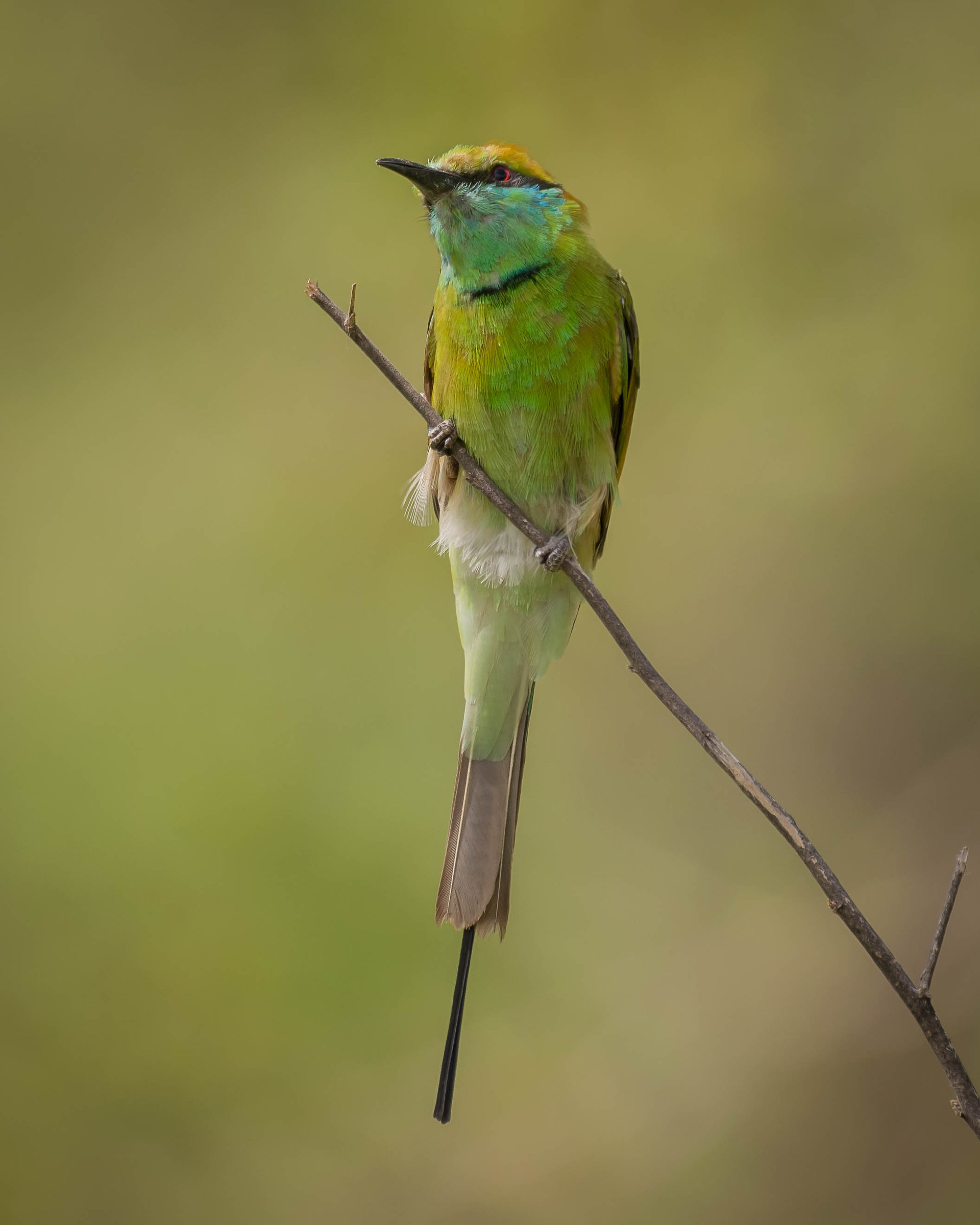 Green bee eater