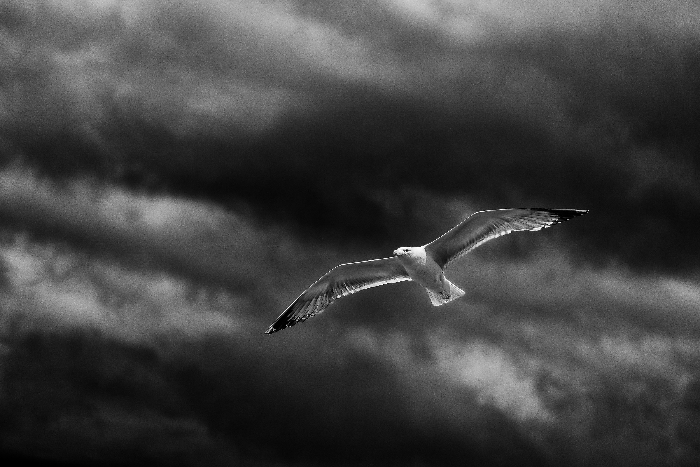 Soar in flight under stormy skies