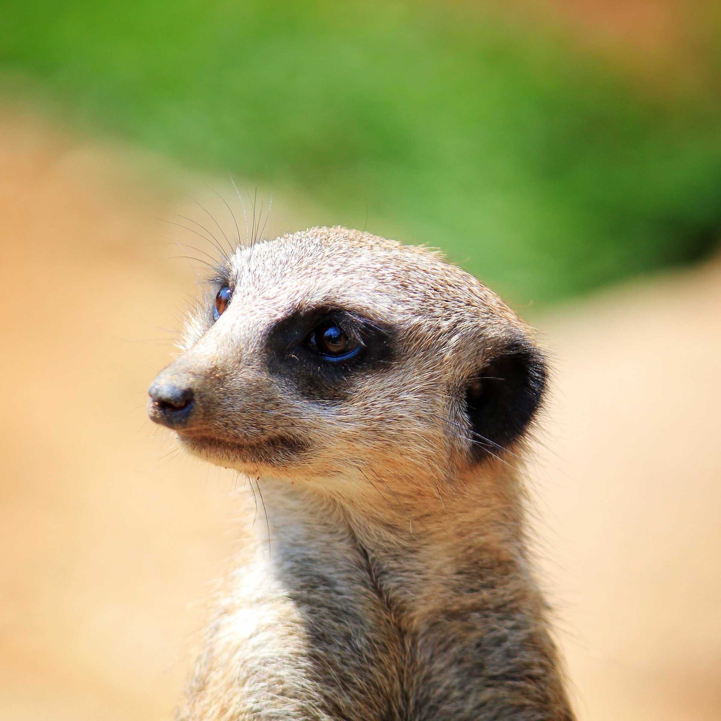 Suricato - Parco Le Cornelle