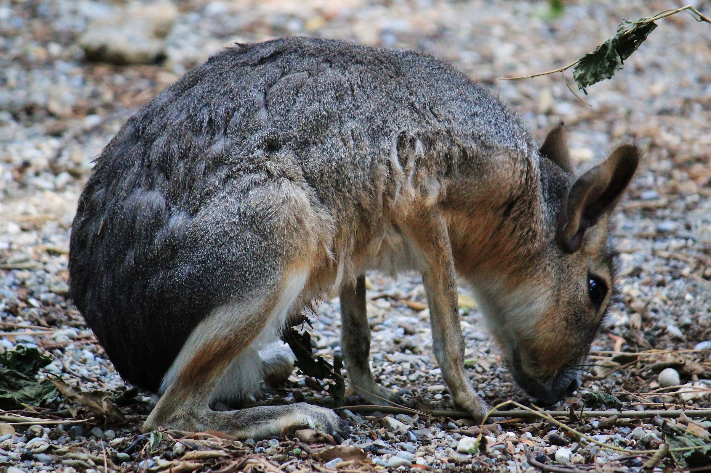 Marà-Parco Le Cornelle