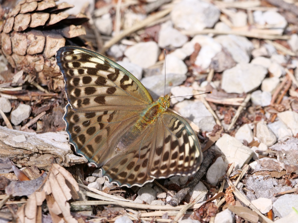 Argynnis Paphia F. Valesina