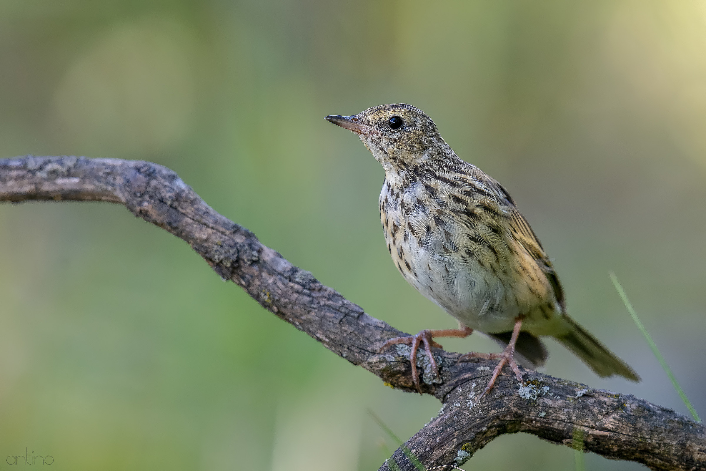 Young Tree Pipit
