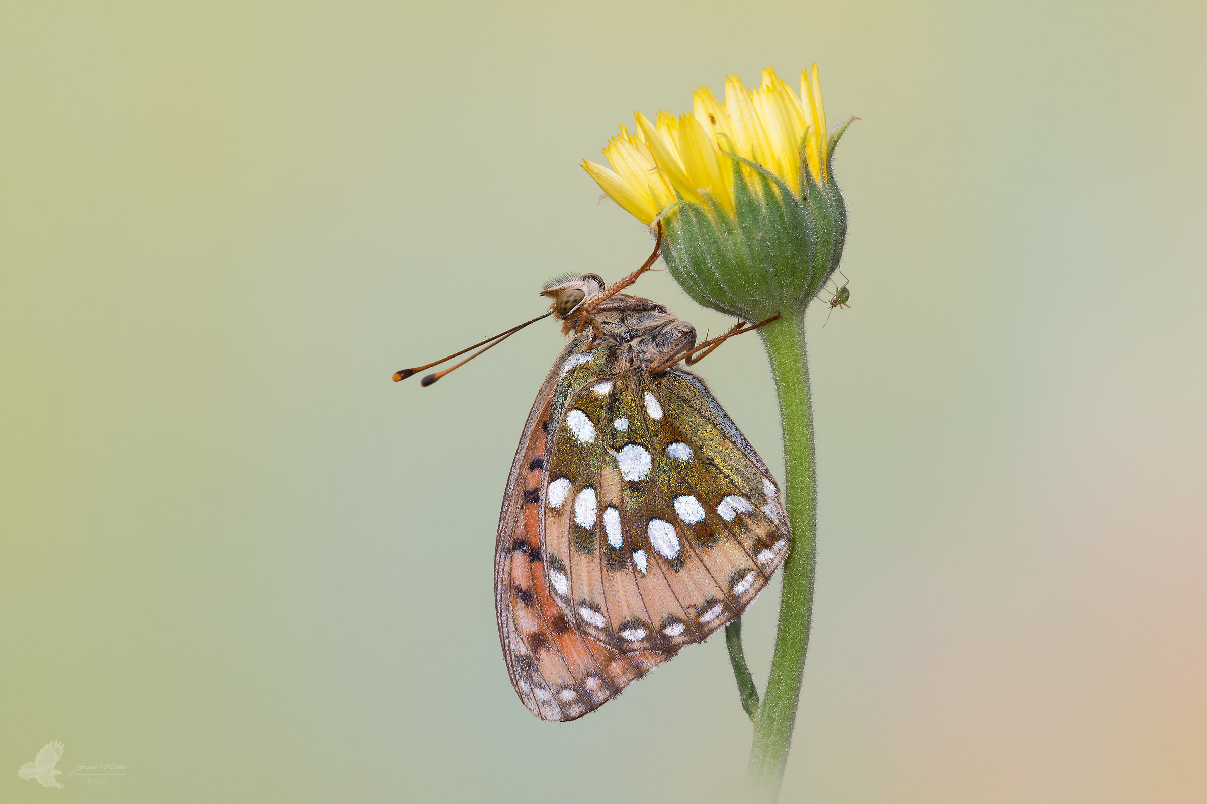 Argynnis Aglaja
