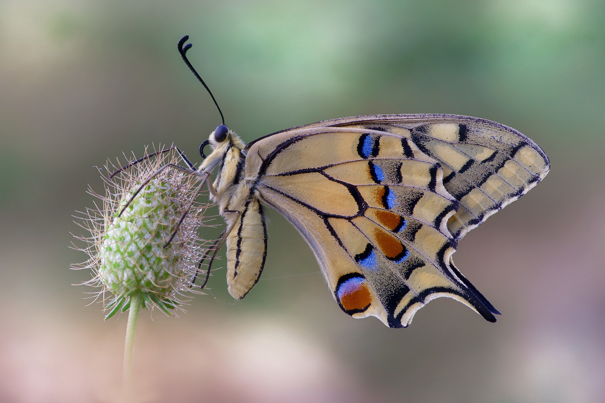 Papilio machaon (Linnaeus, 1758)