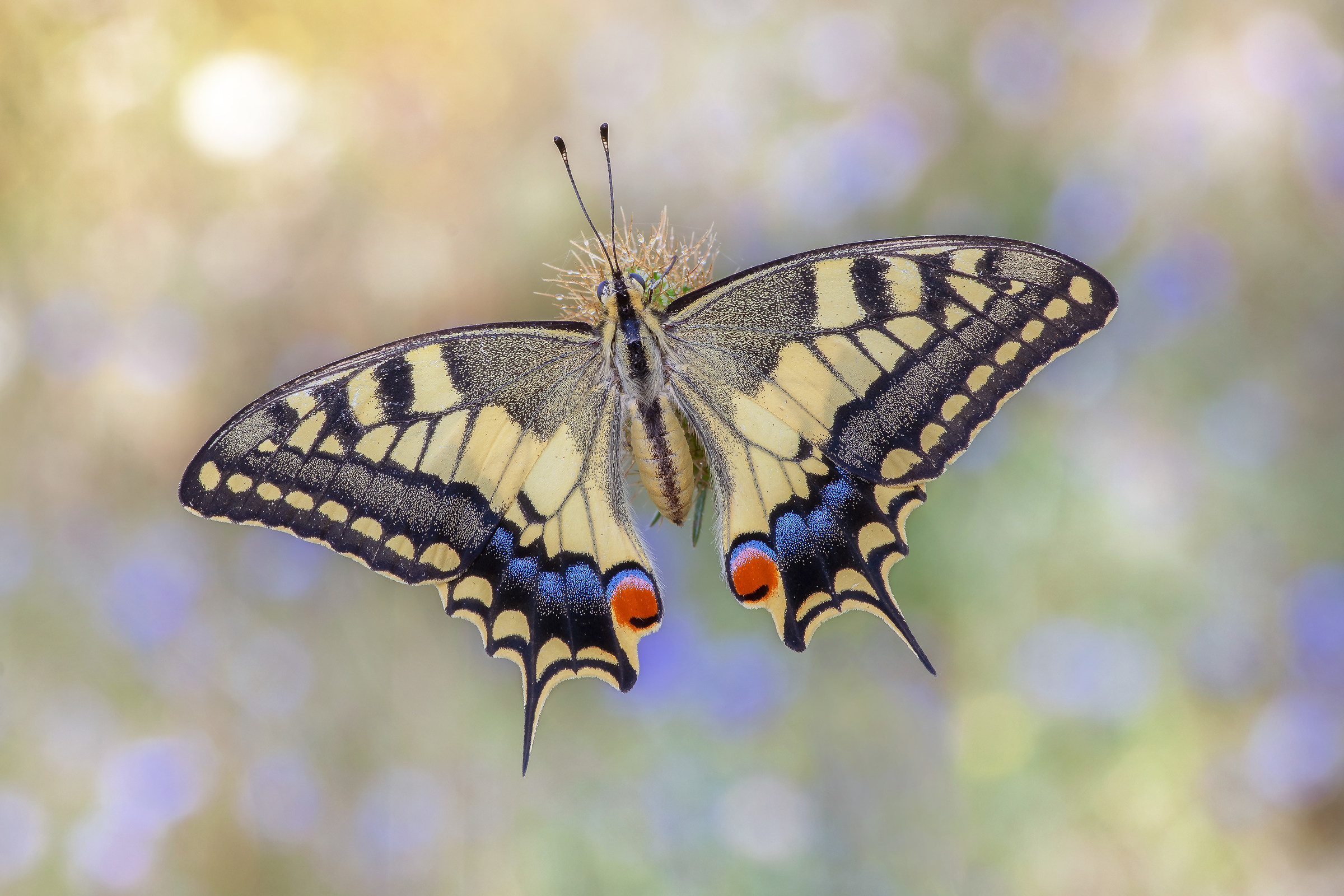 Papilio machaon (Linnaeus, 1758)