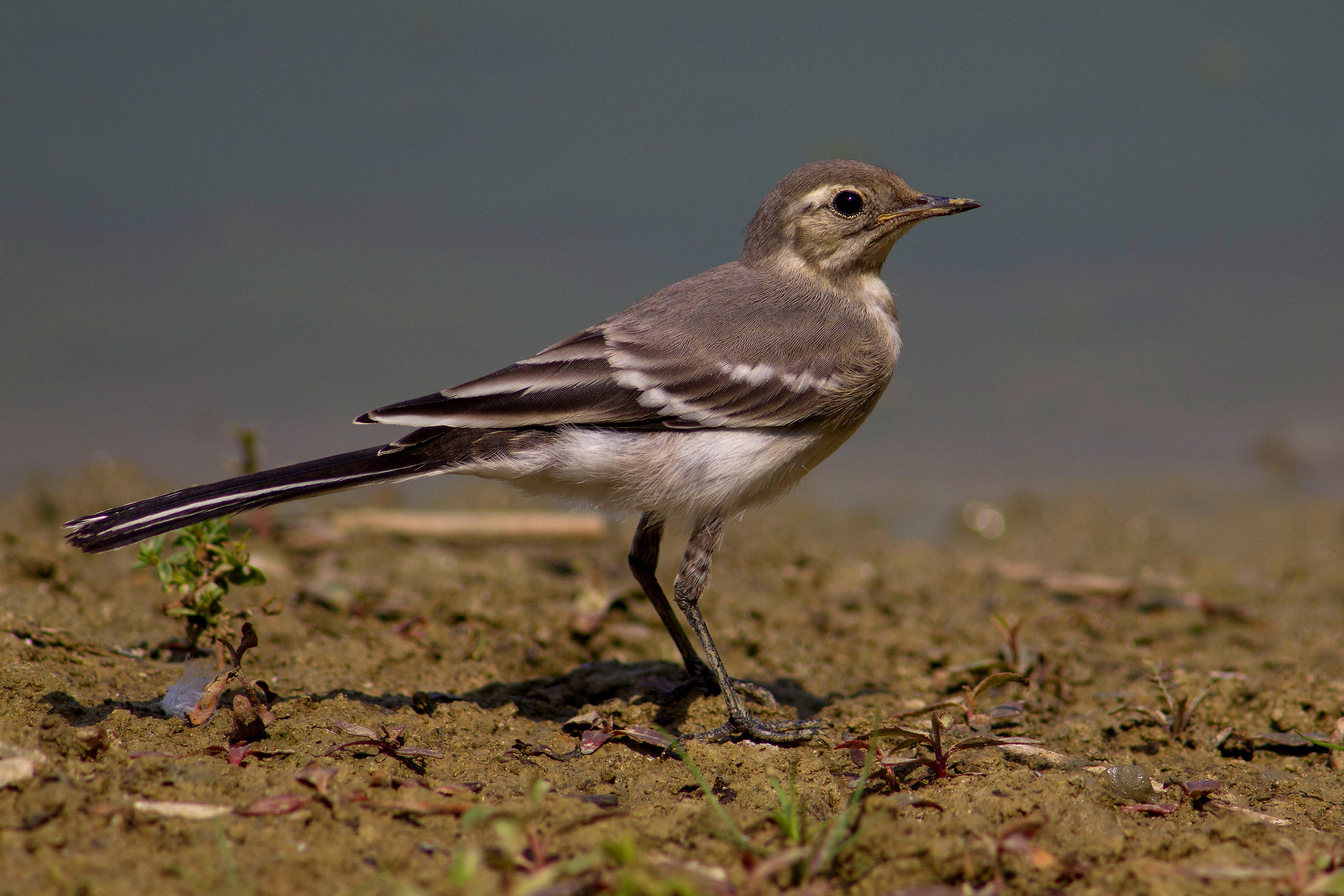 Young White Ballerina