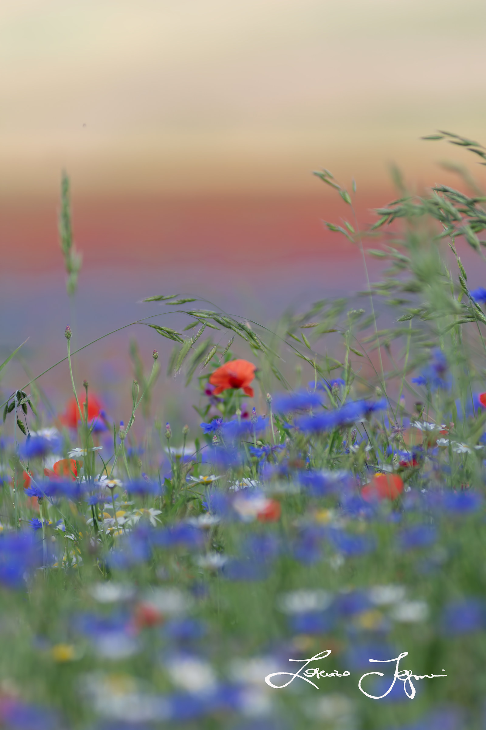 The Flowering side You never saw