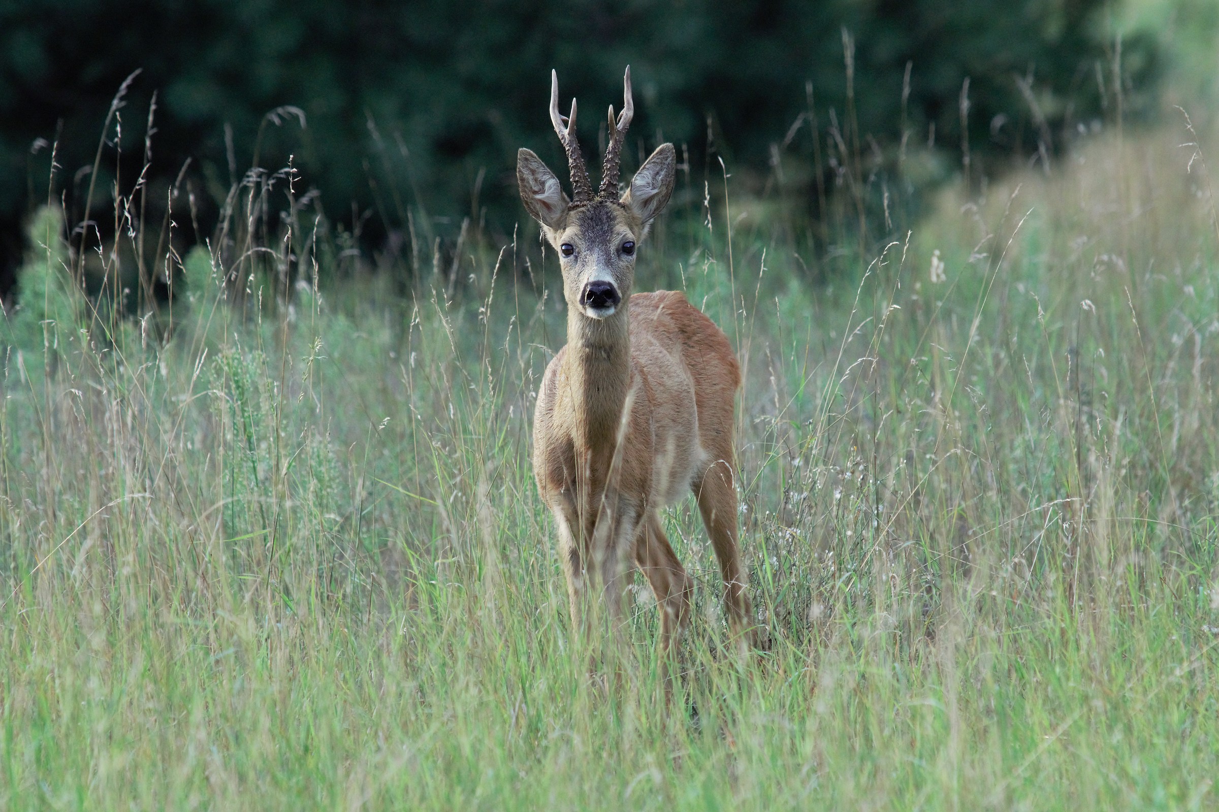 Capriolo (Capreolus capreolus)