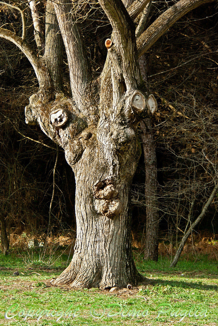 A Tree Devil