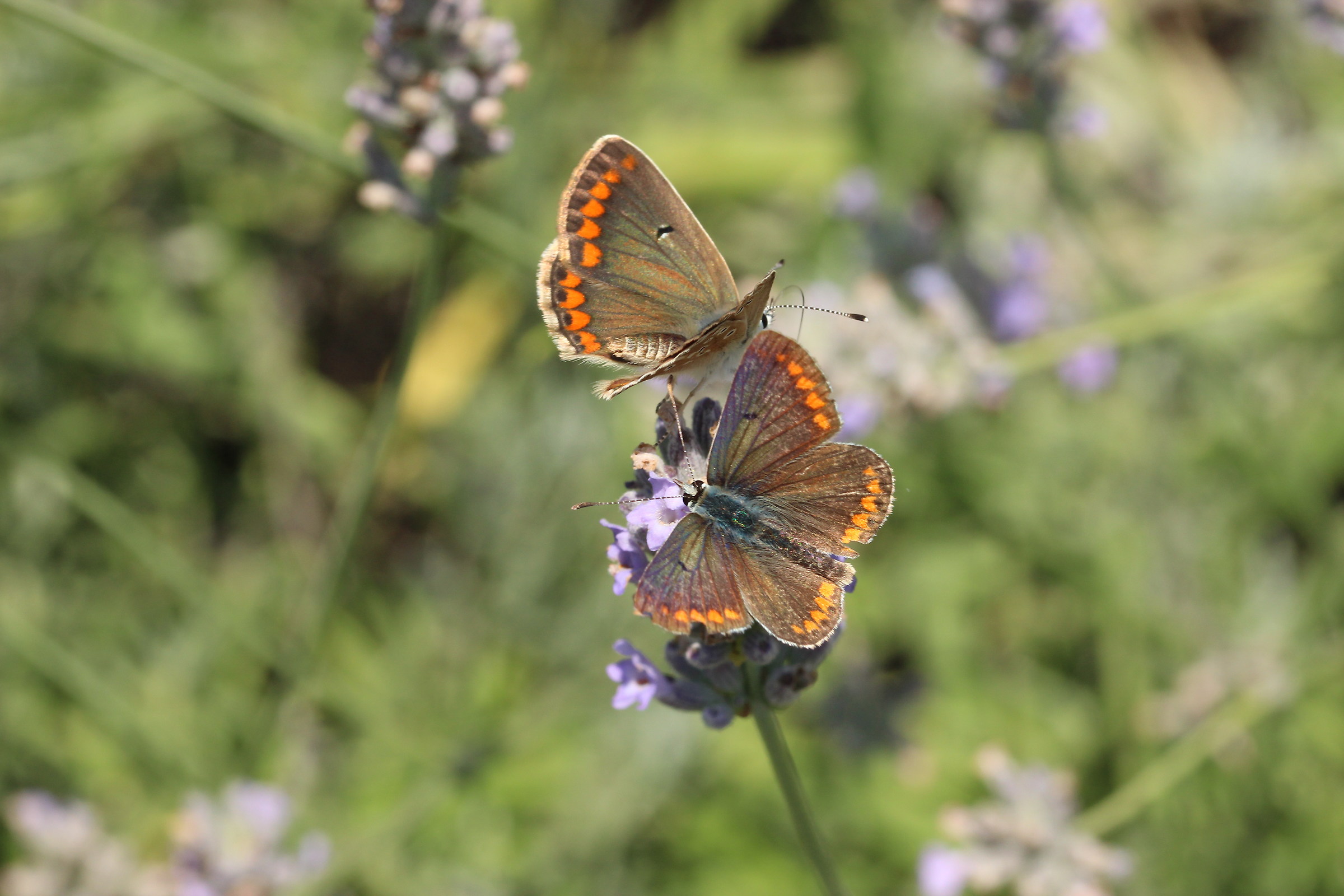 Two Polyommatus thersites