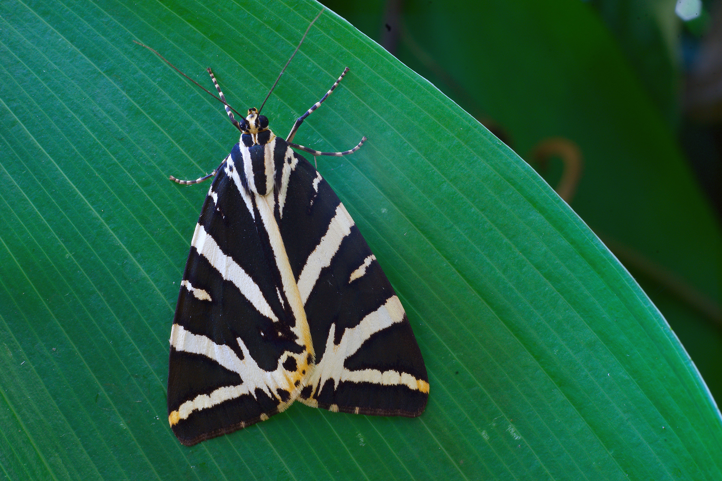 Disponibile alla posa