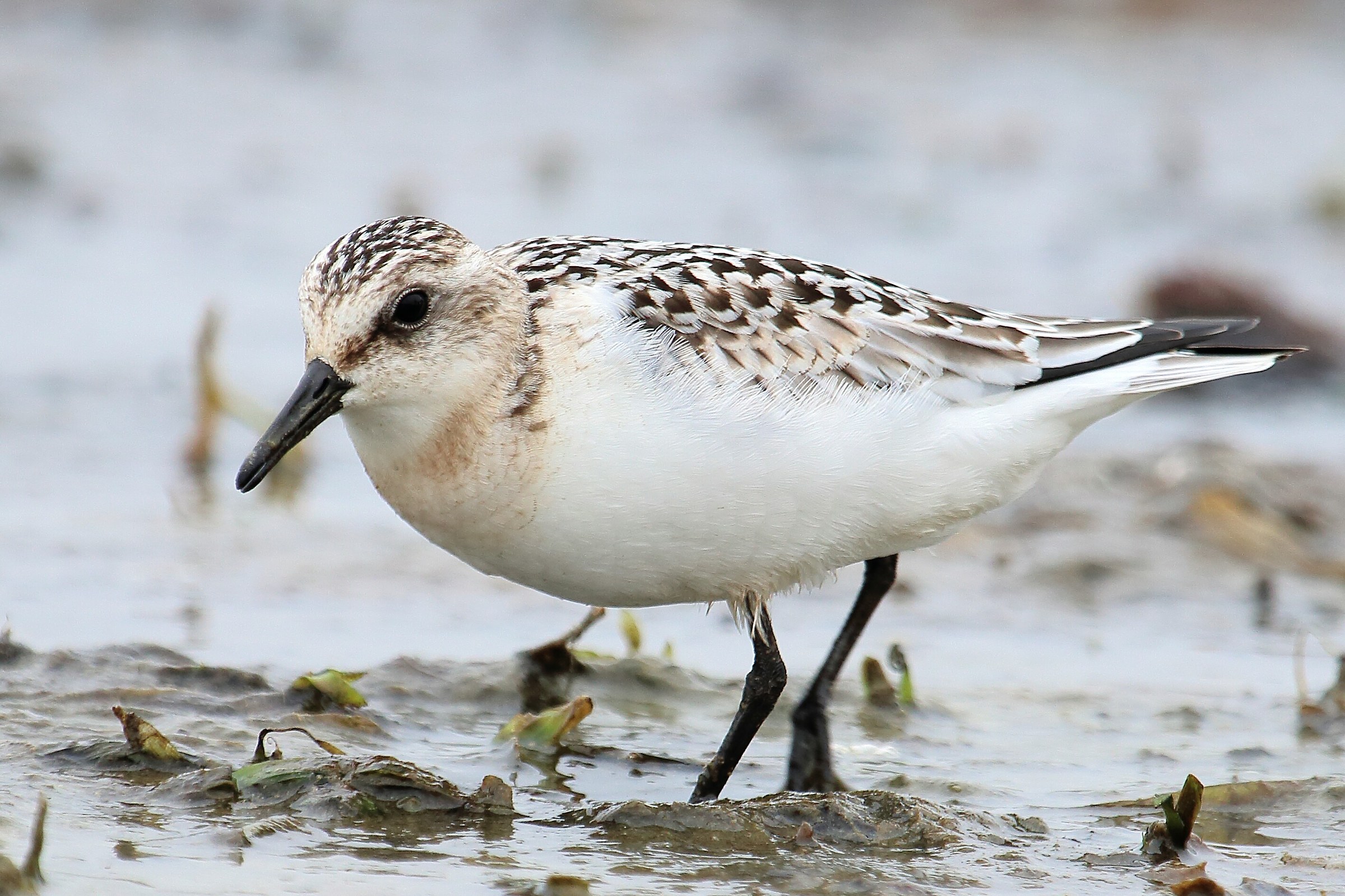 Piovanello tridattilo