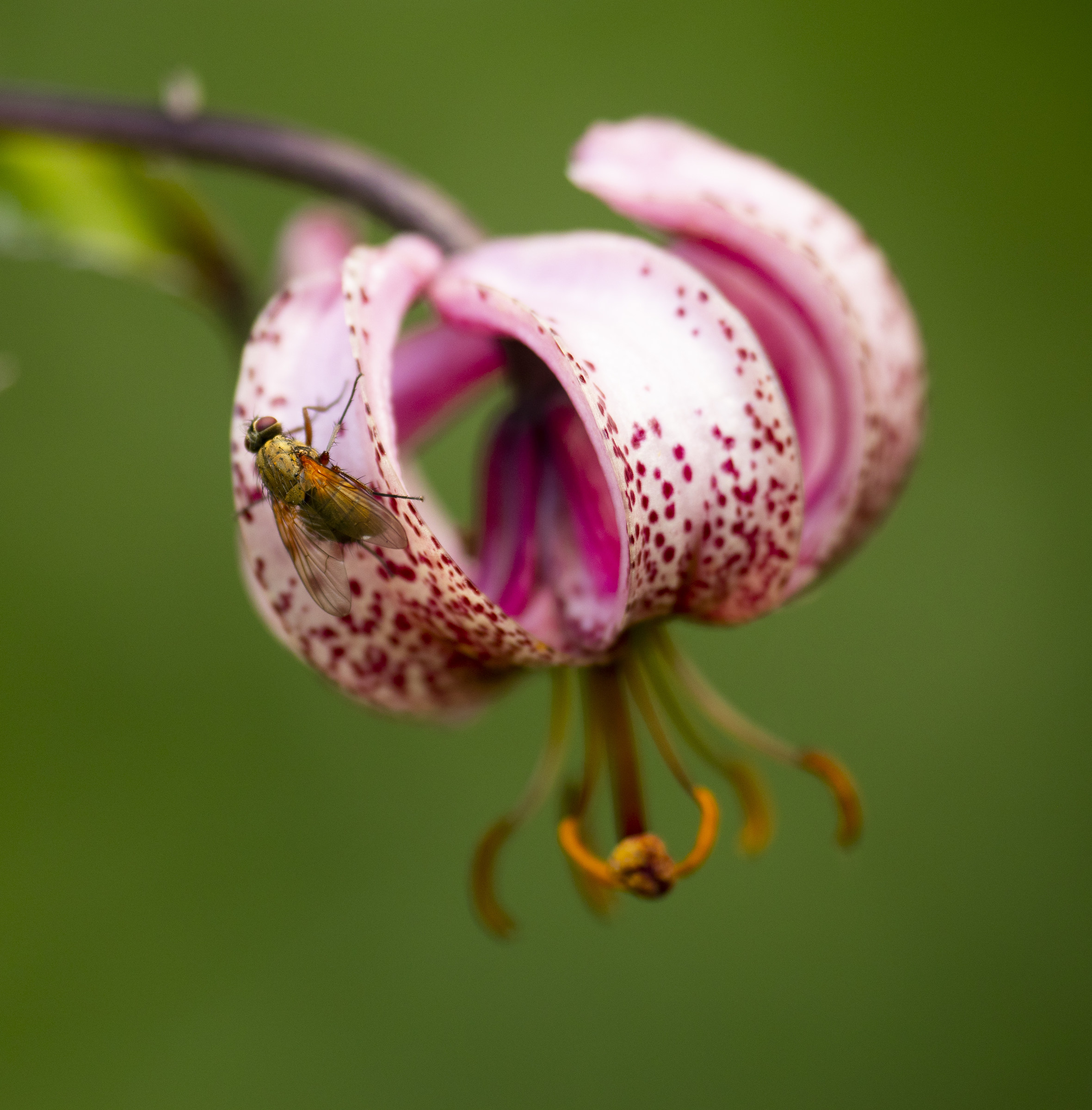 Fiore di giglio martagone