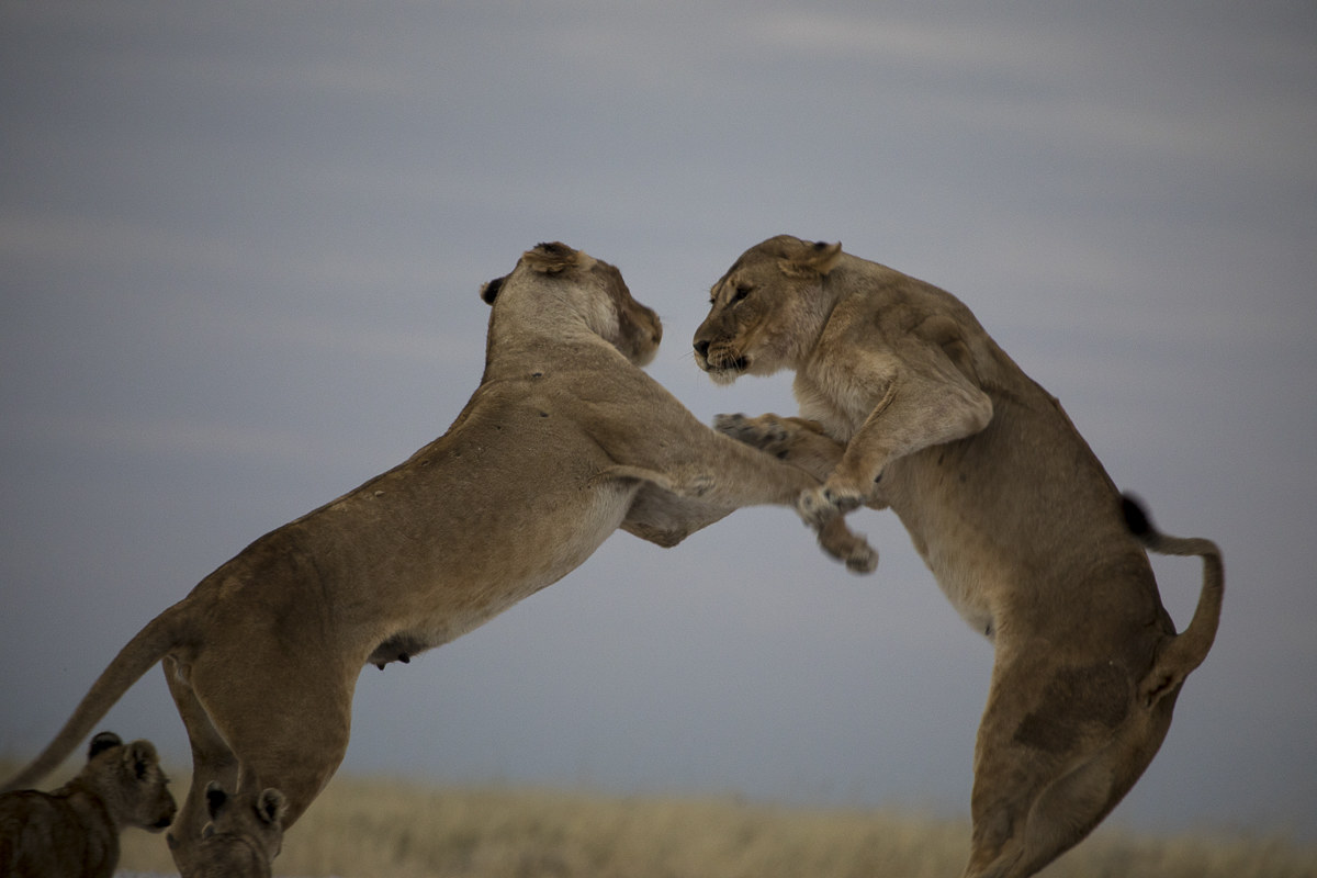 in difesa dei cuccioli