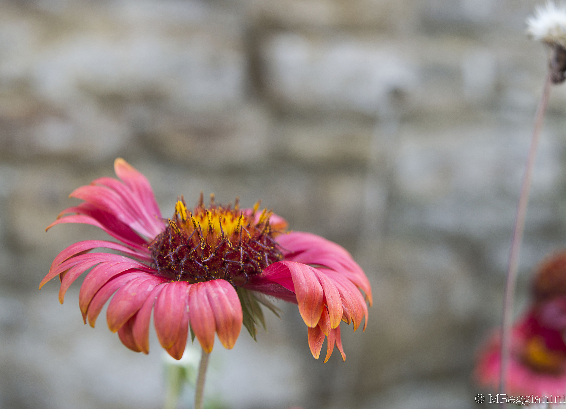 Echinacea in Florence