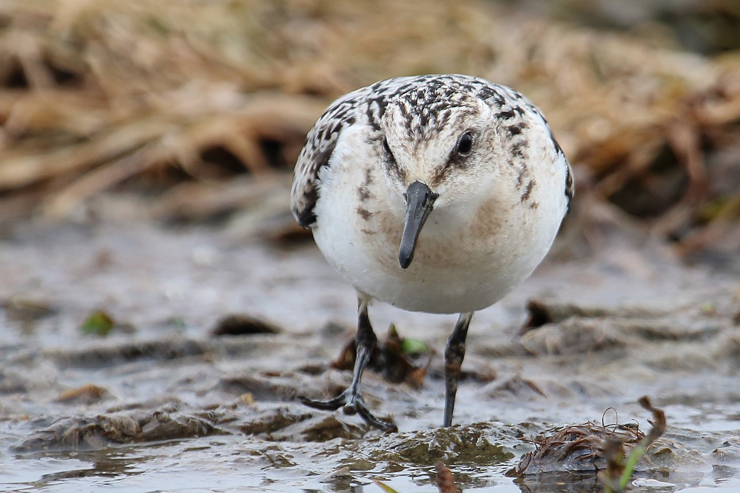 Piovanello tridattilo