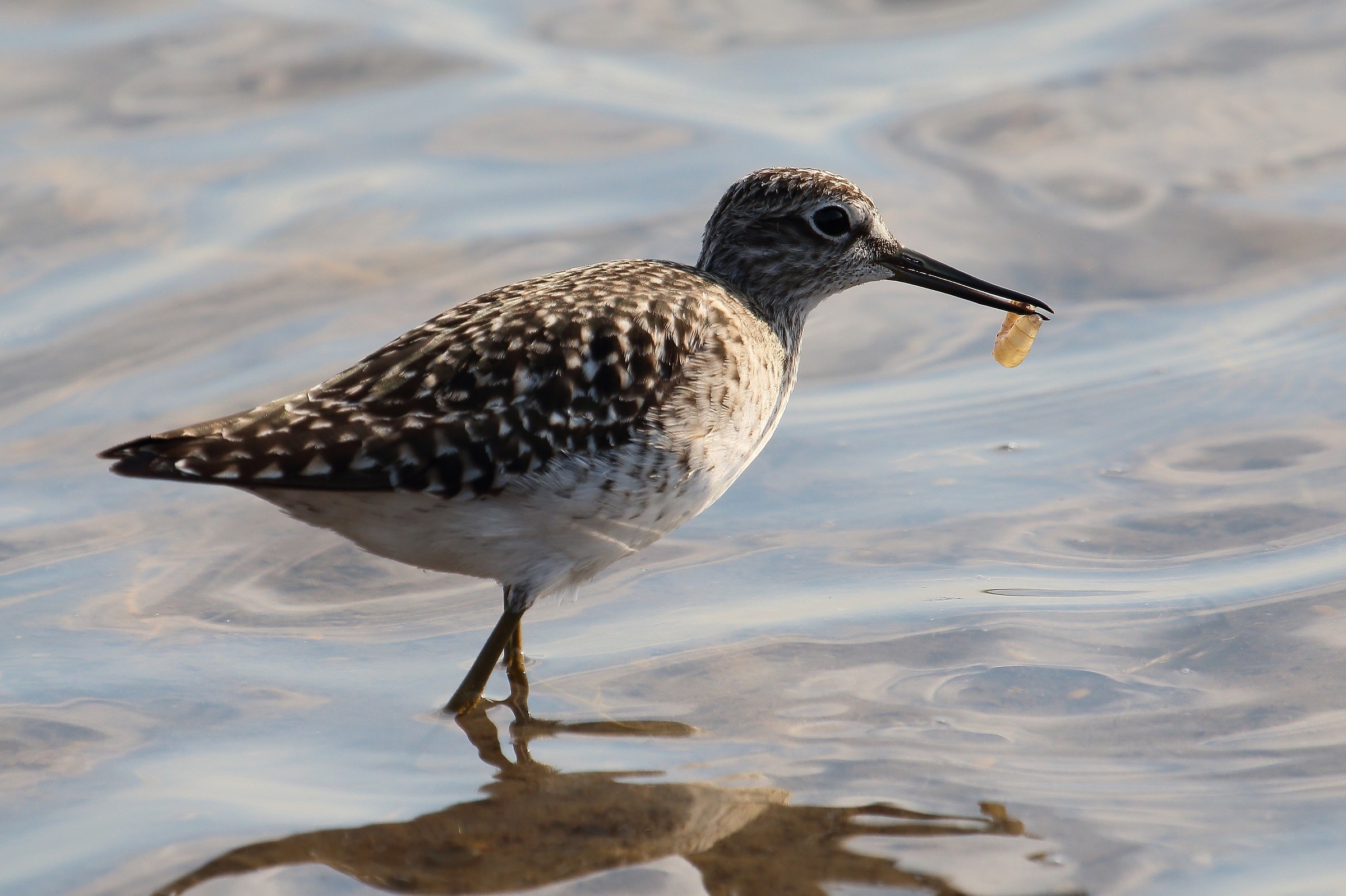 Boschereccio con preda