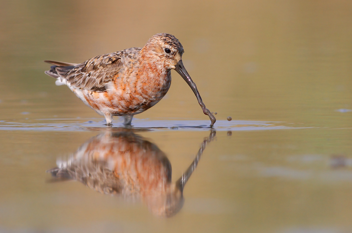 Sanderling