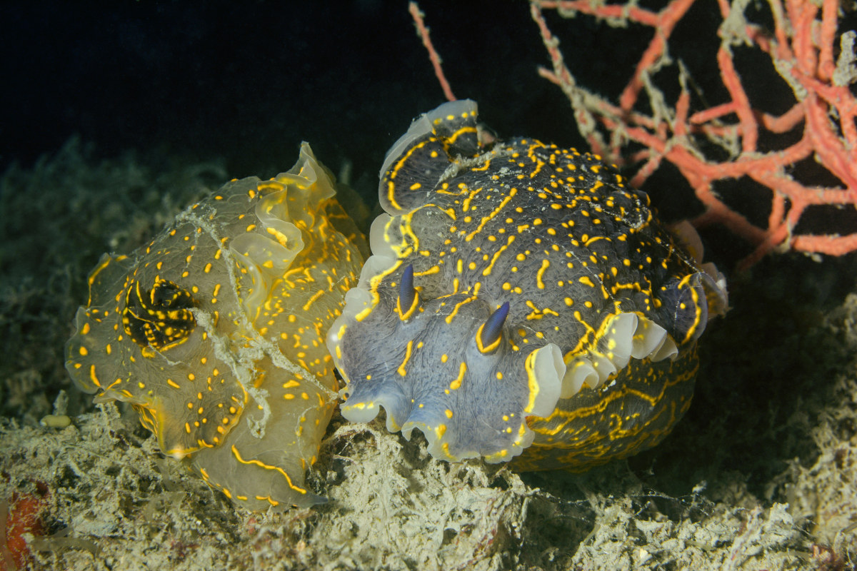 Nudibranch