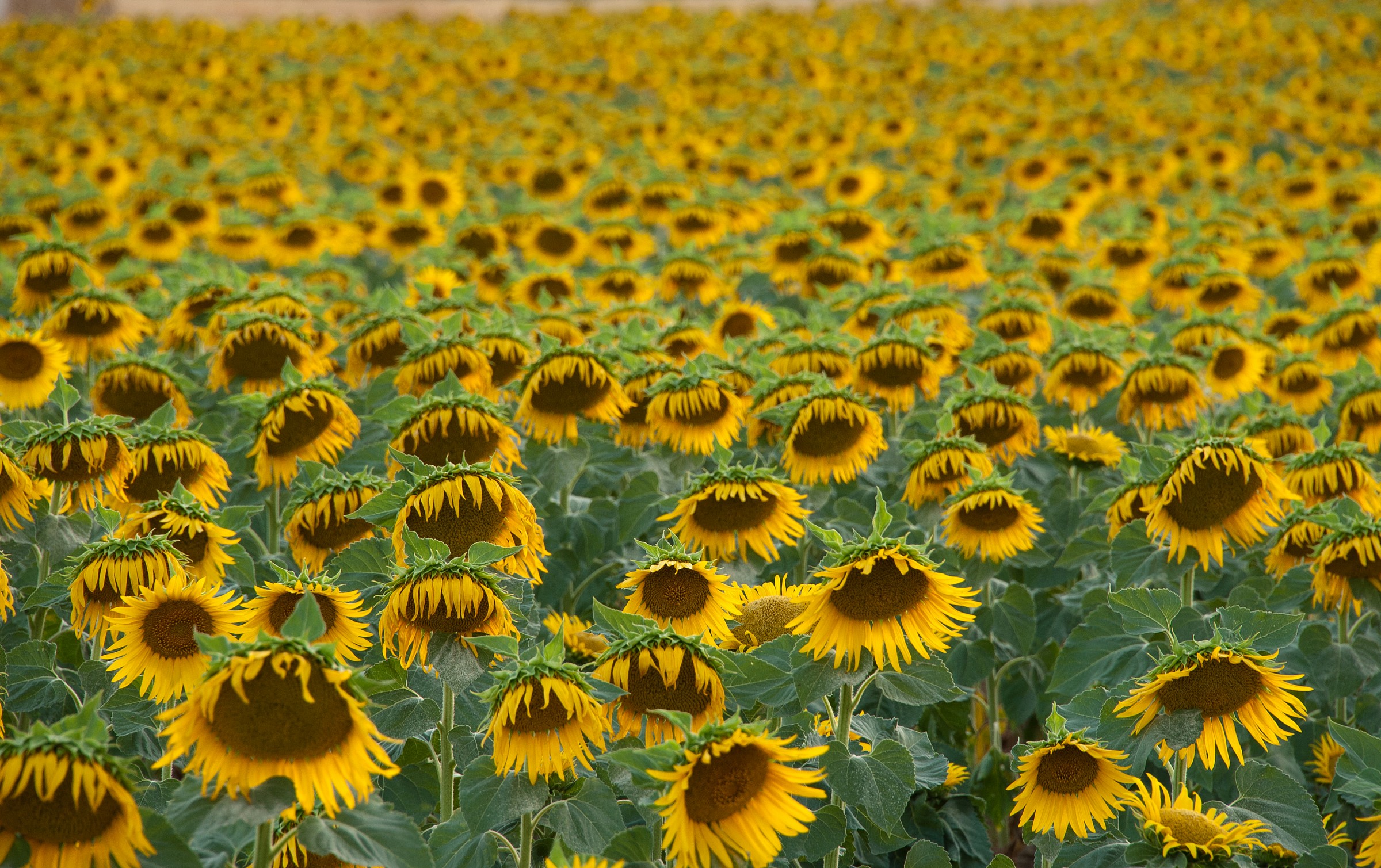 Sunflowers
