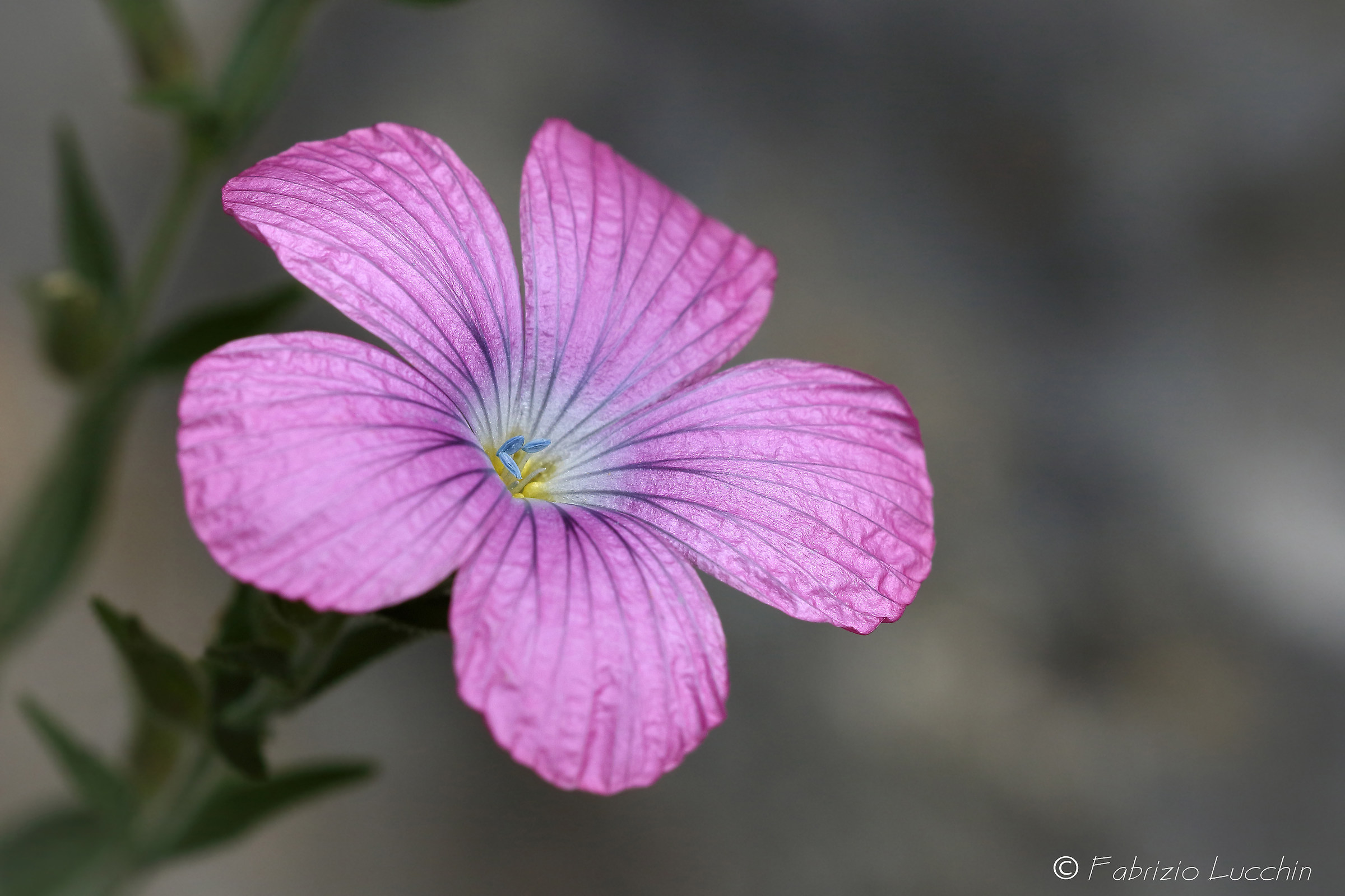 Linum viscosum L.  (Lino malvino)