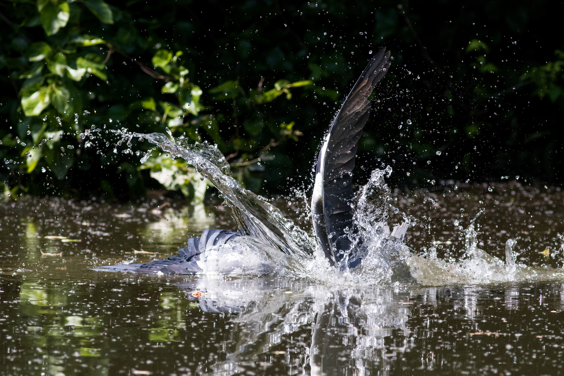 Tuffo dell'Airone C.