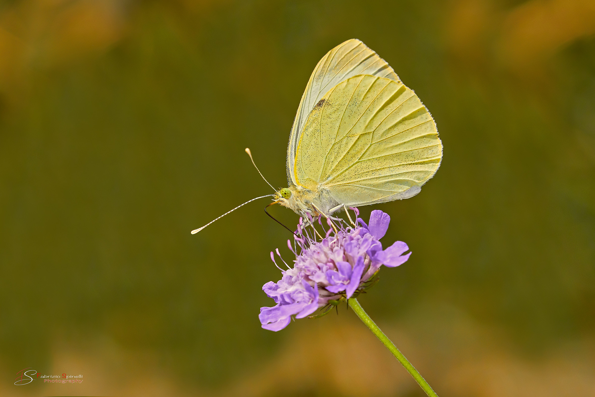 Colias