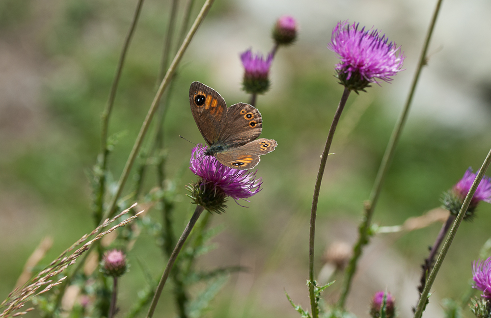 O guarda cosa svolazza e non si fa fotografare...