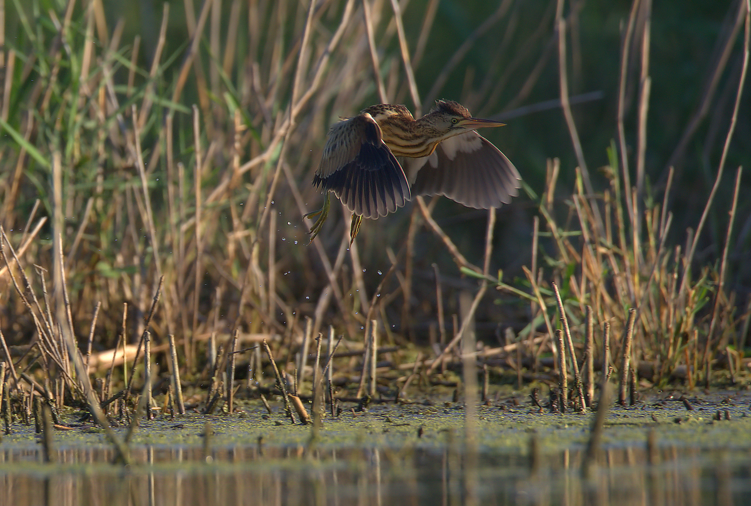 Little Bittern