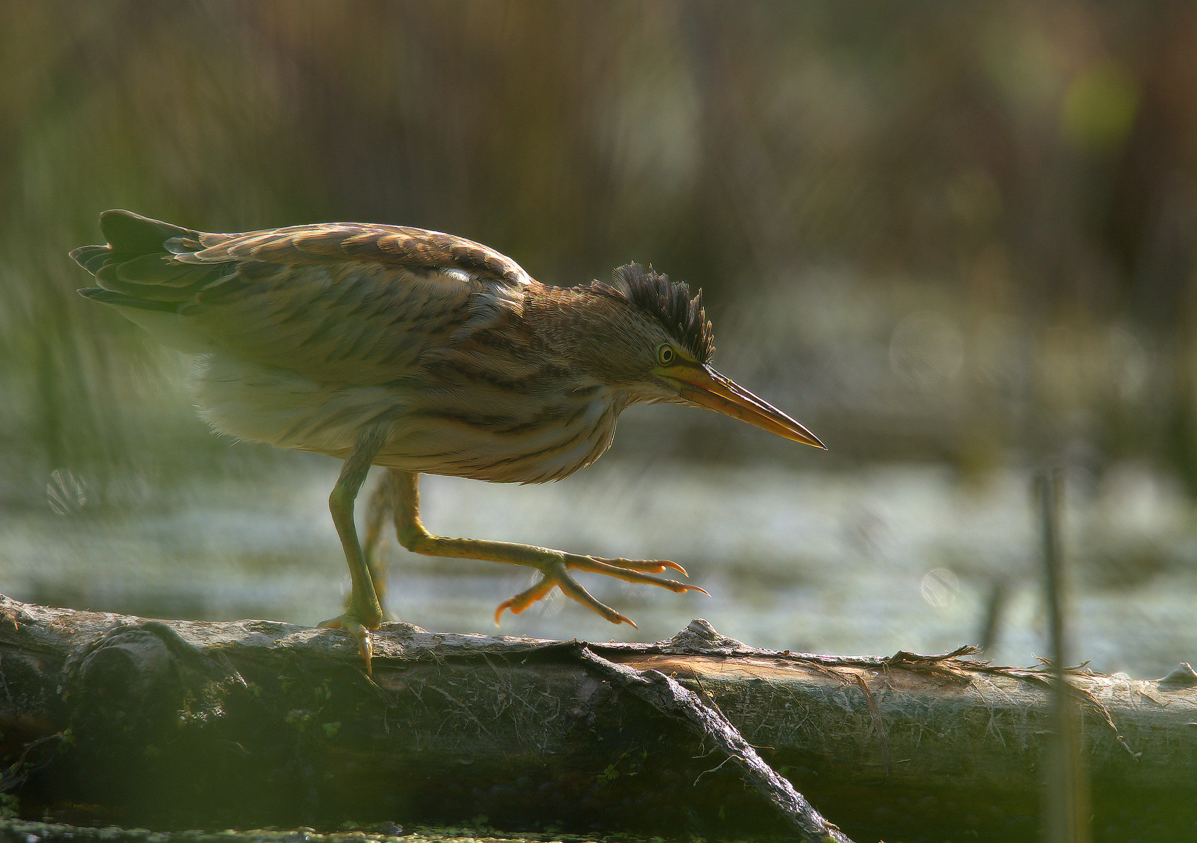 Little Bittern