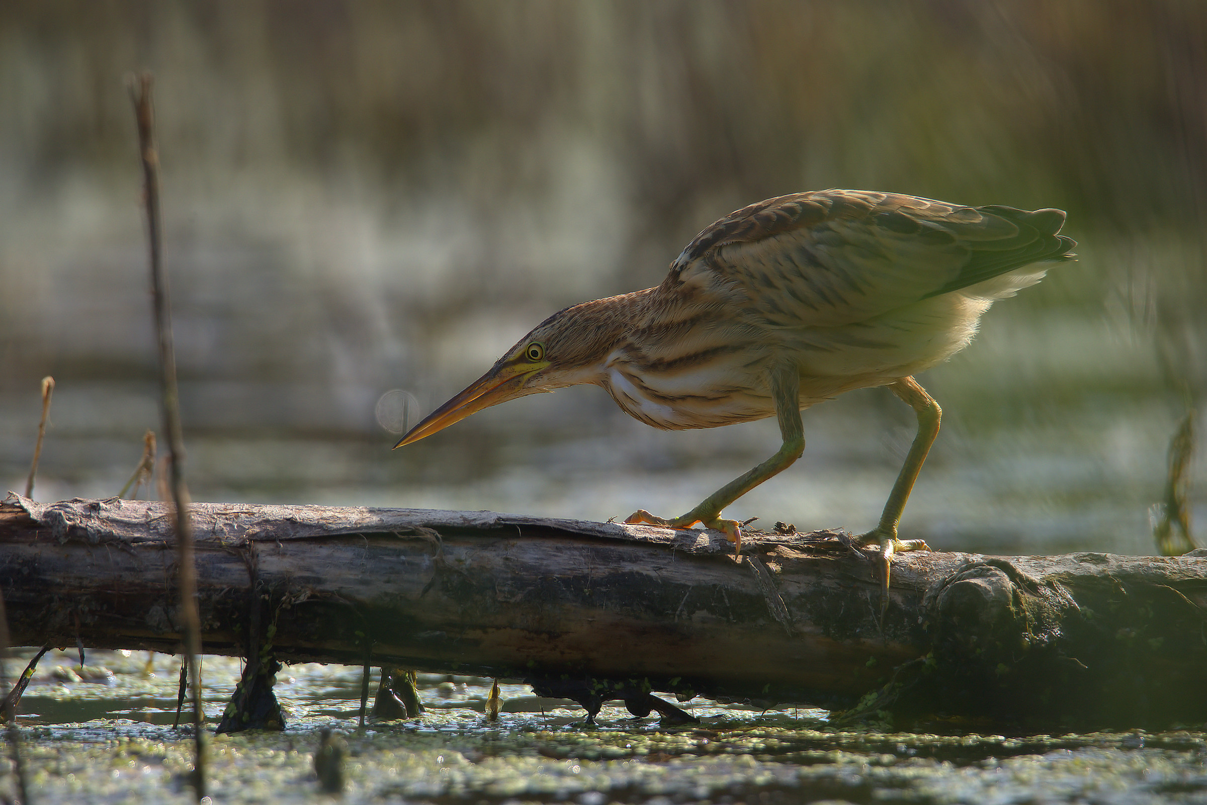 Little Bittern