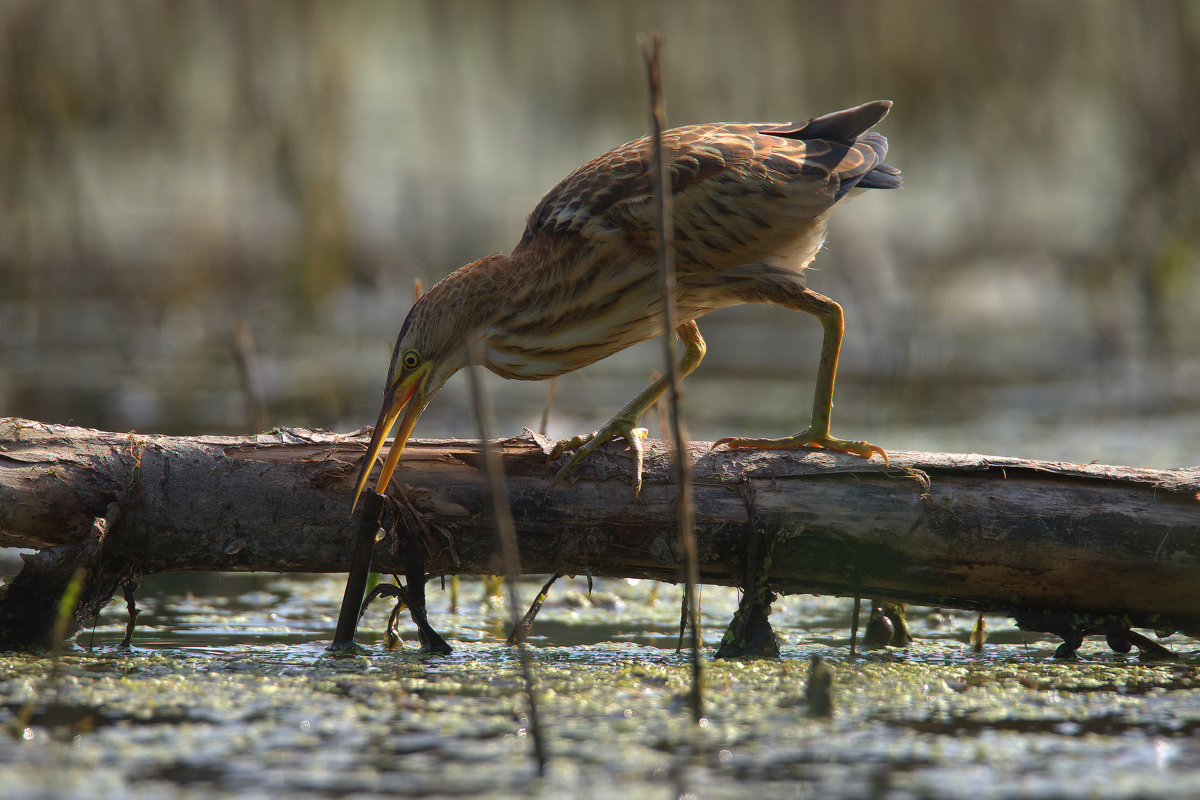 Little Bittern