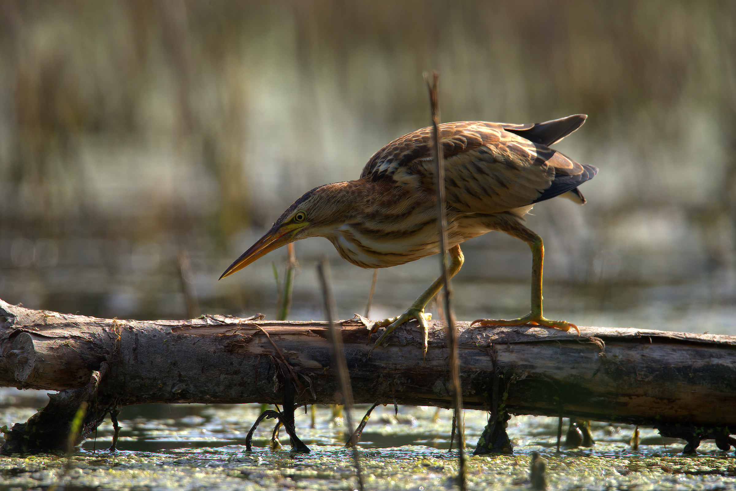 Little Bittern