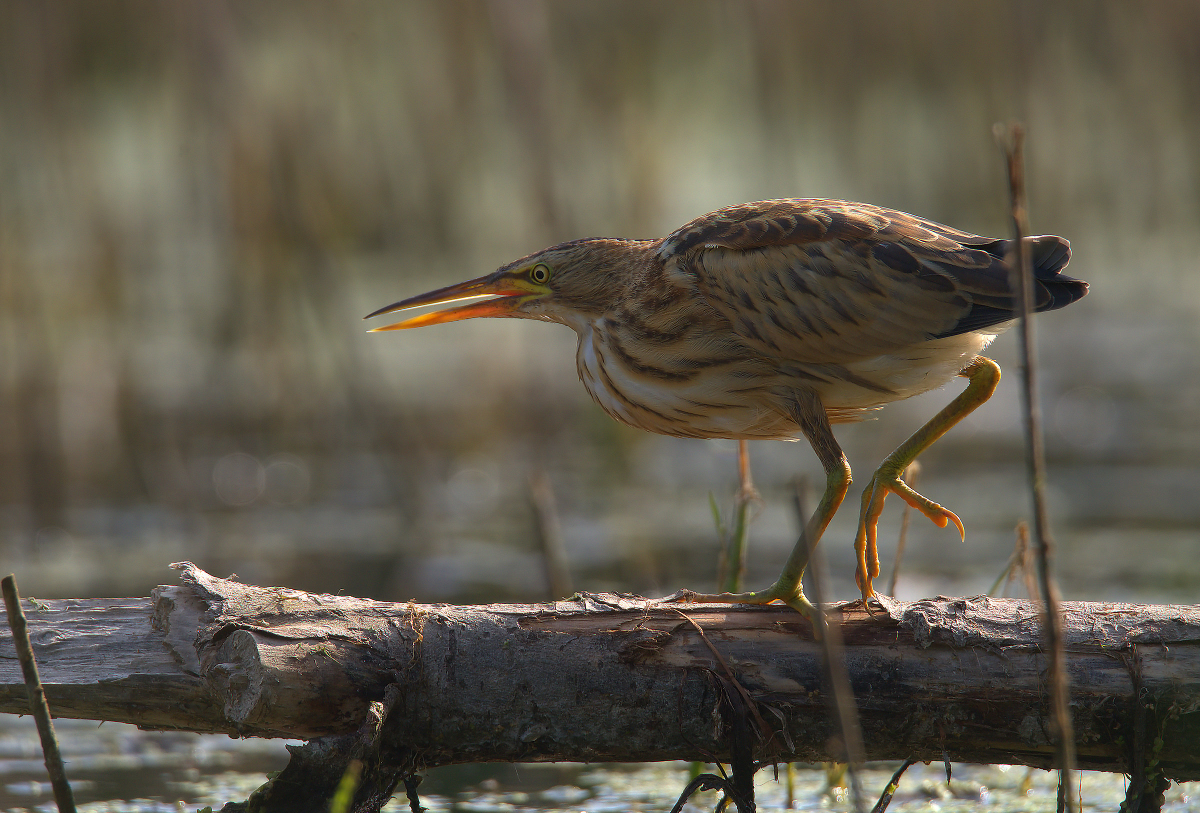 Little Bittern